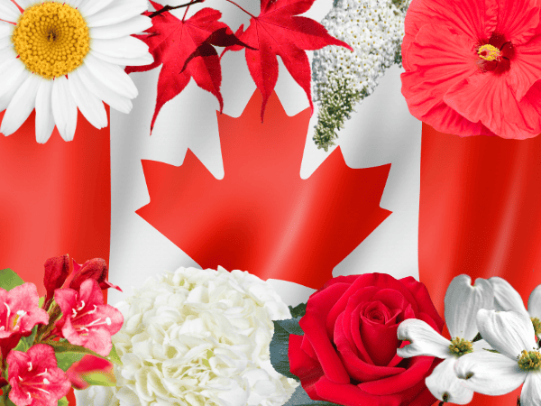 Celebrate Canada Day with Native Plants in Your Garden