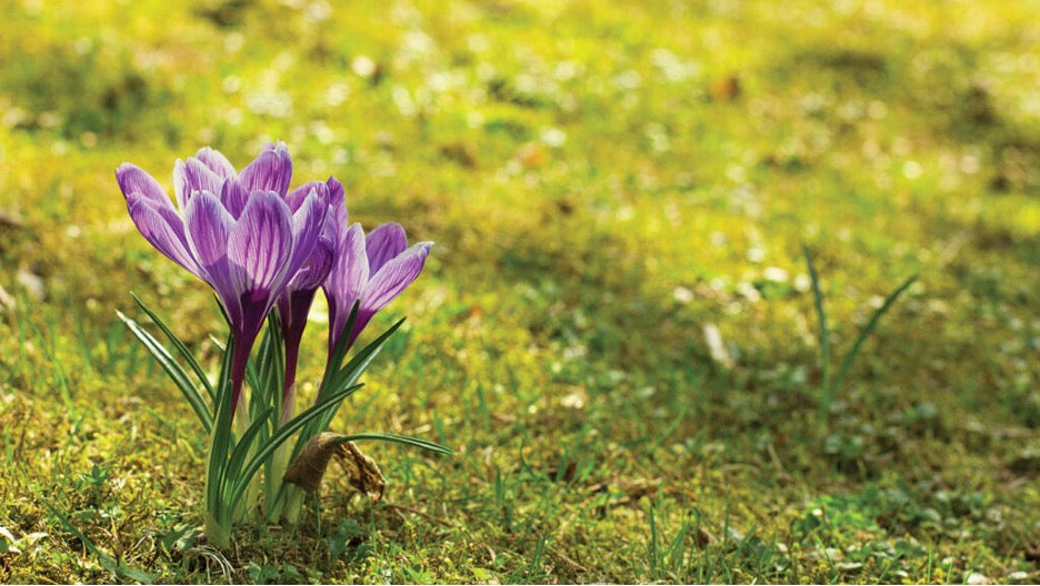 Perennials in Bloom - Month by Month