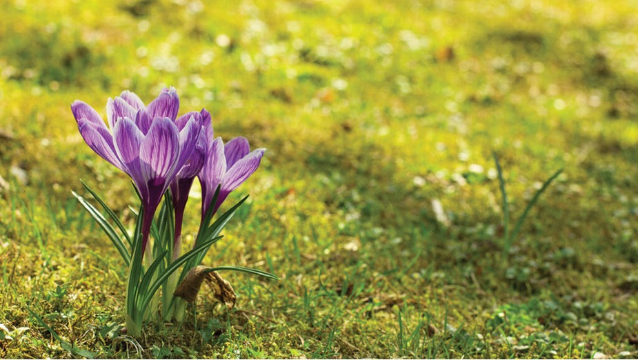 Perennials in Bloom - Month by Month – Lakeside Garden Gallery