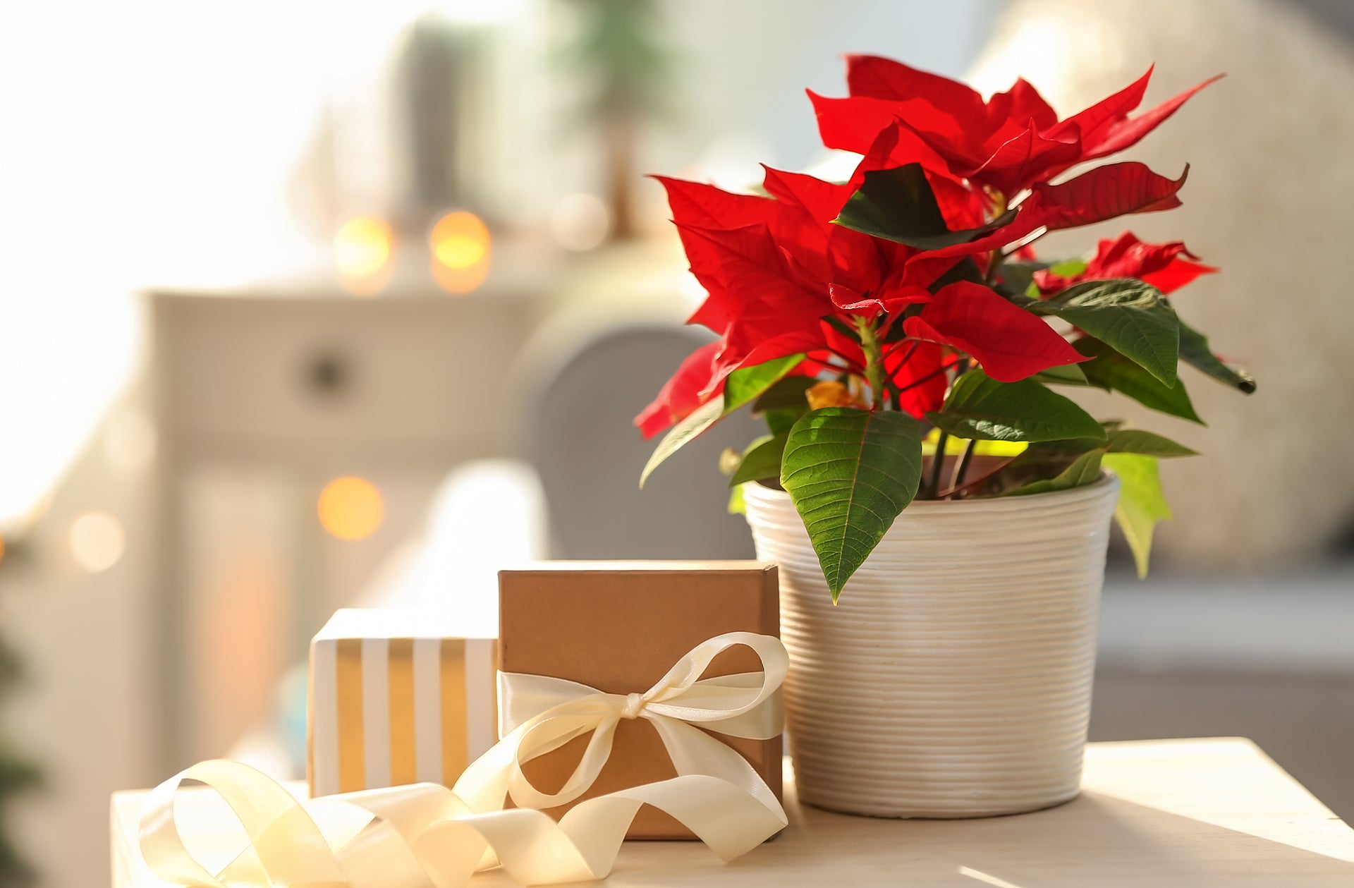 How to Care for Your Poinsettia at Home