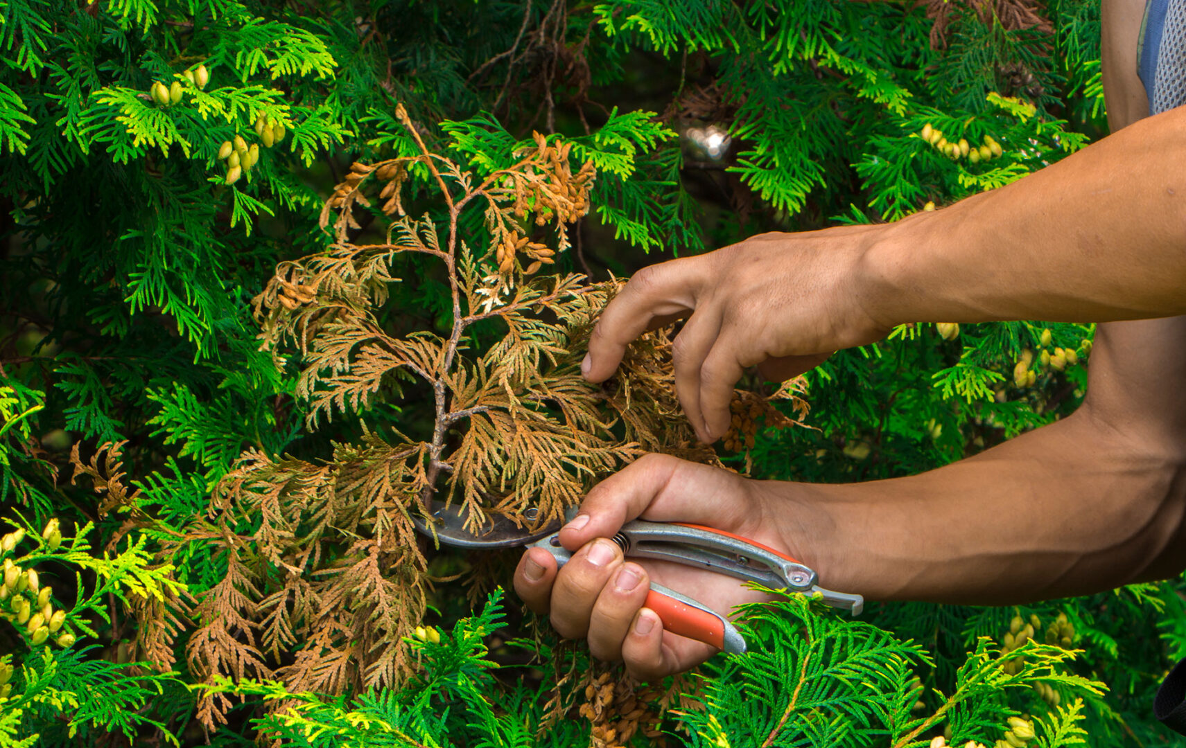 Pruning Shrubs & Evergreens