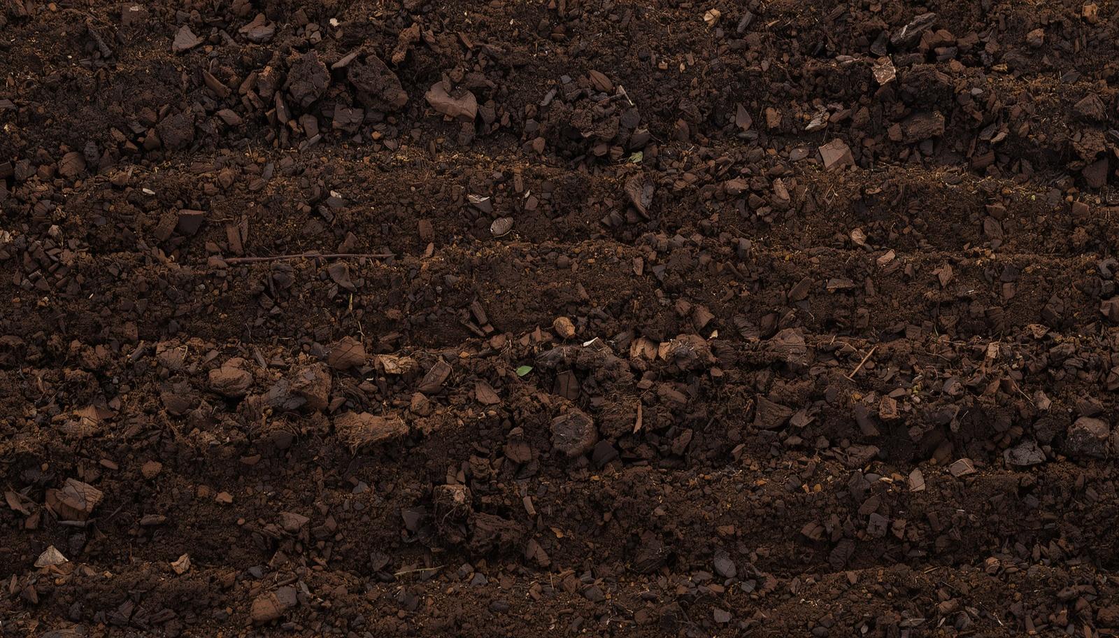 Everything You Need to Know About Soil