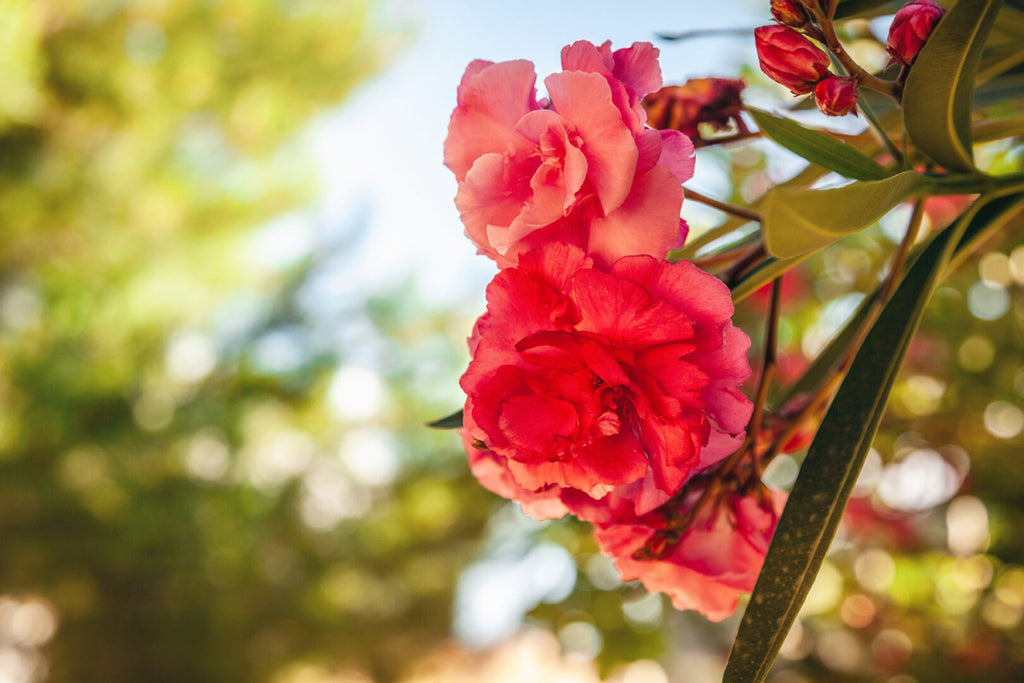 Roses - Types & Pruning