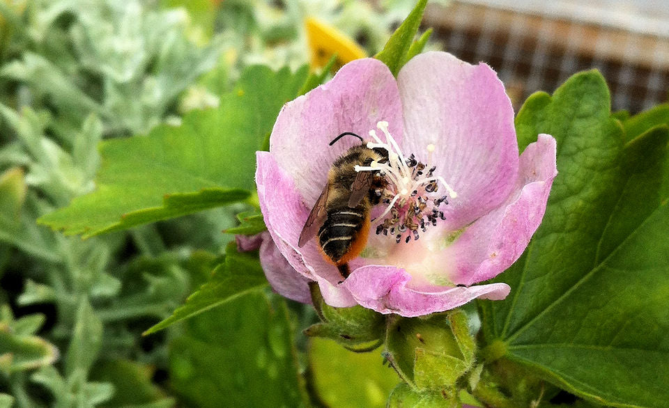 7 Native Plants that Attract Pollinators To Your Garden