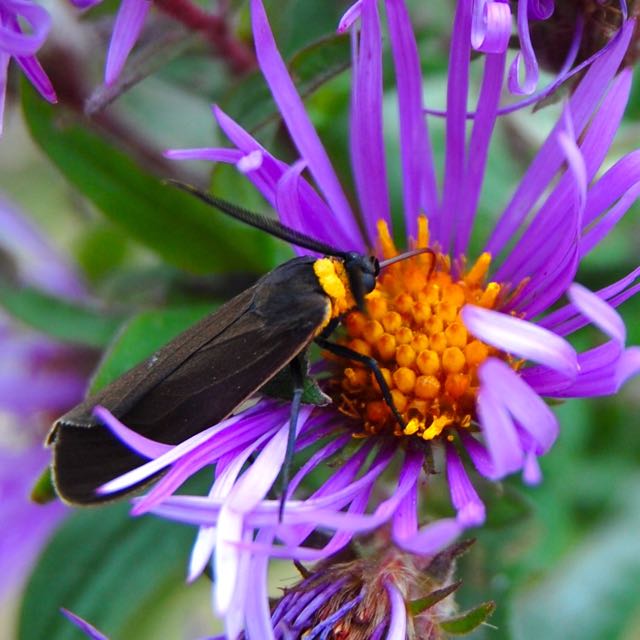 7 Pollinator-Friendly Plants to Add in June