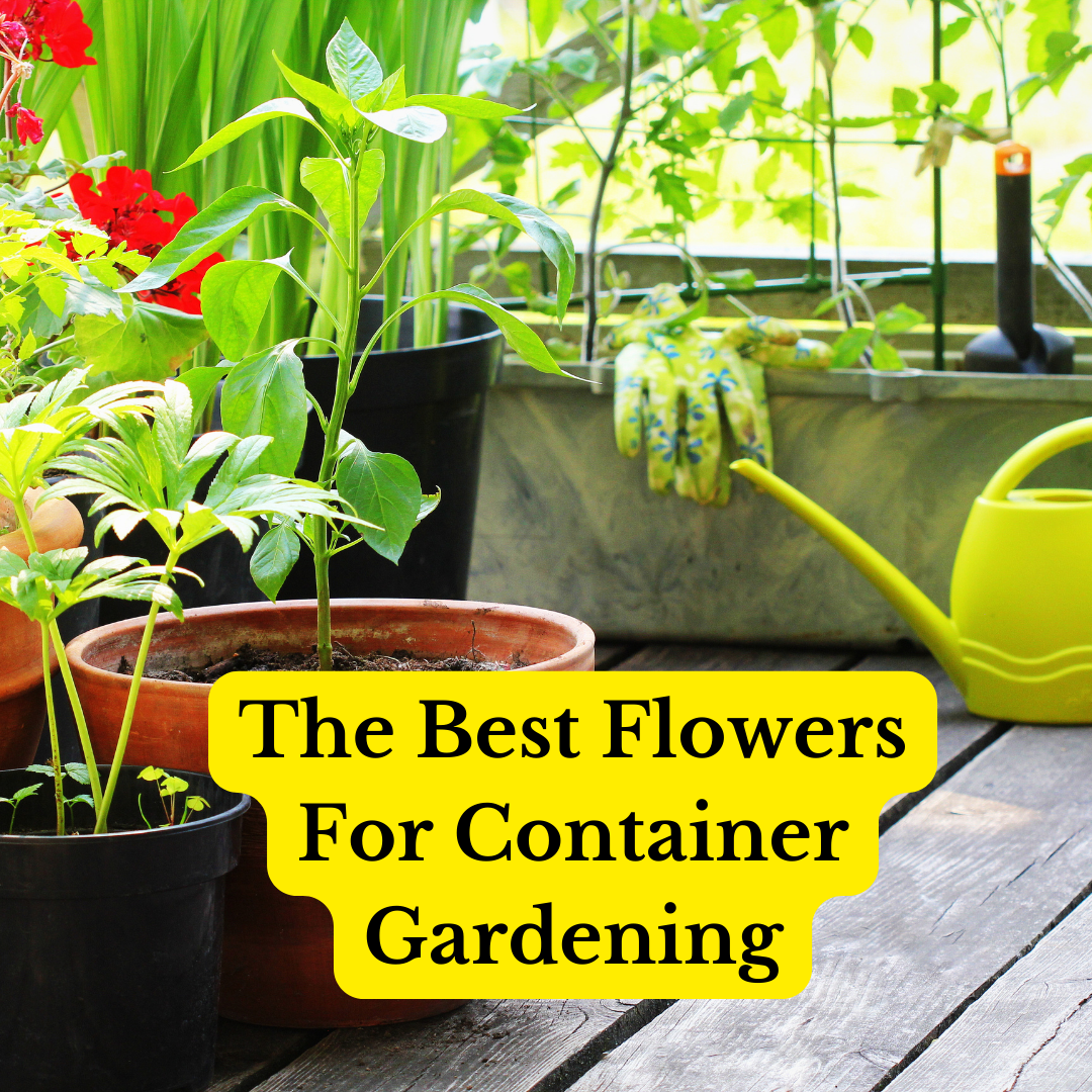 5 Spring Flowers for Stunning Container Gardens