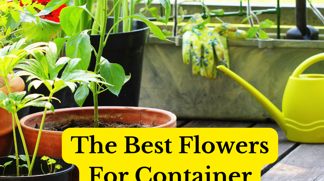 5 Spring Flowers for Stunning Container Gardens