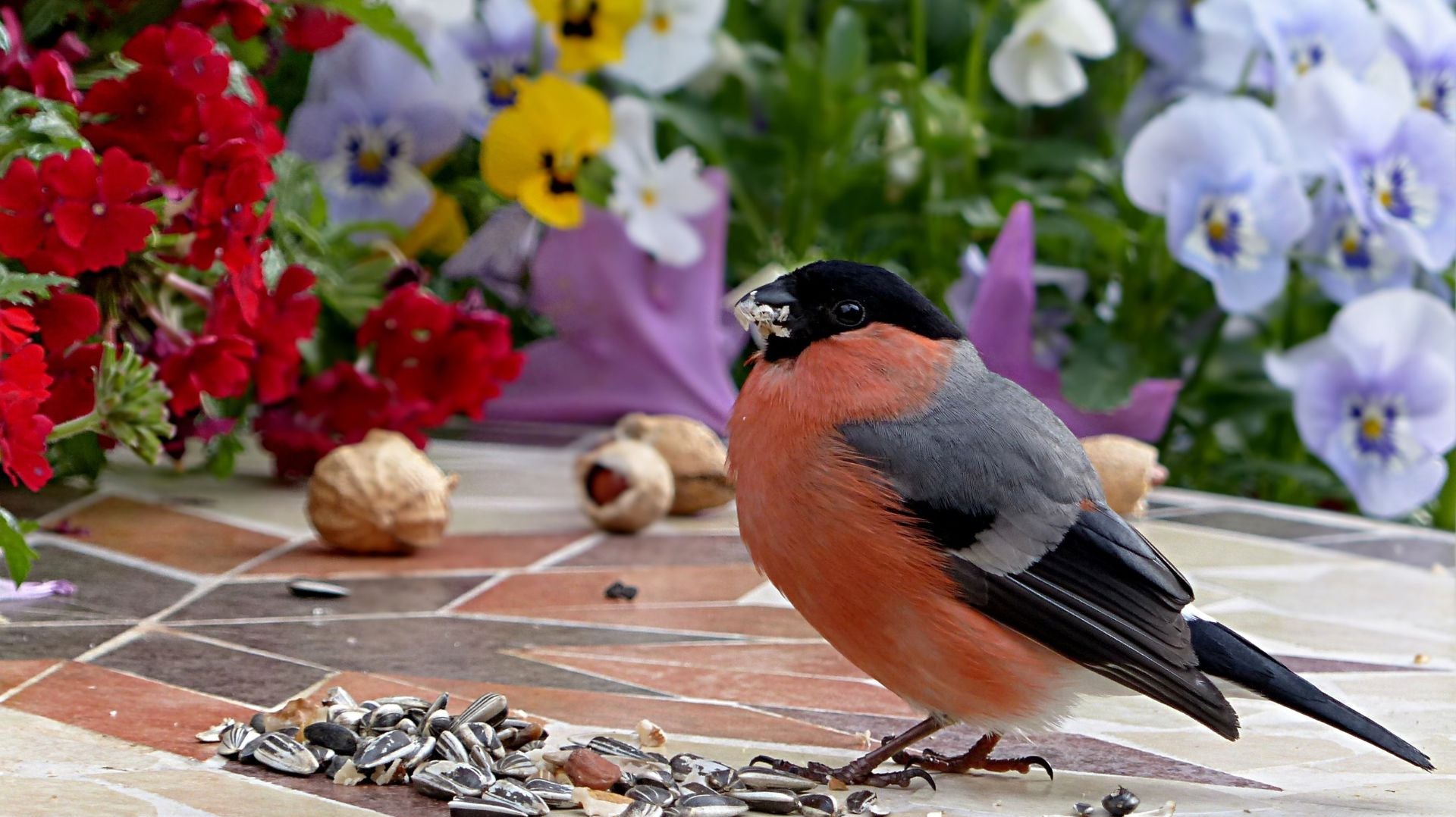 The 5 Best Bird Seeds for Attracting Ontario's Feathered Friends To Your Garden