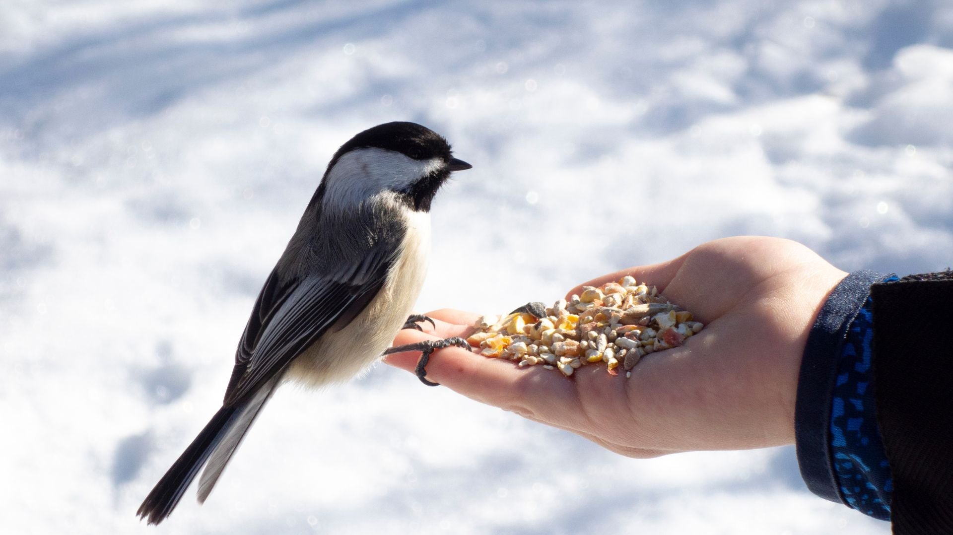 5 Tips for Feeding Feathered Friends in Your Ontario Garden