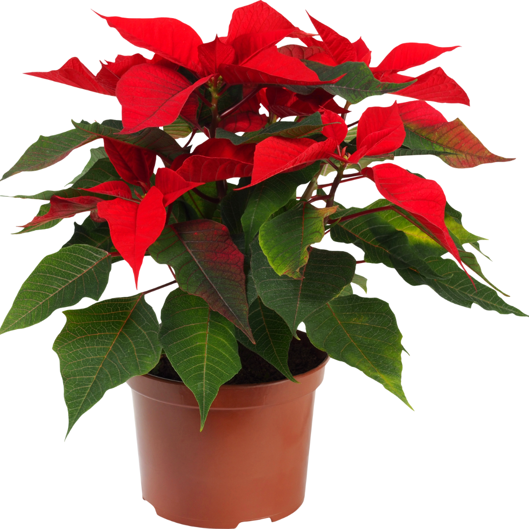 A Guide to Garden-Perfect Poinsettia Care at Home
