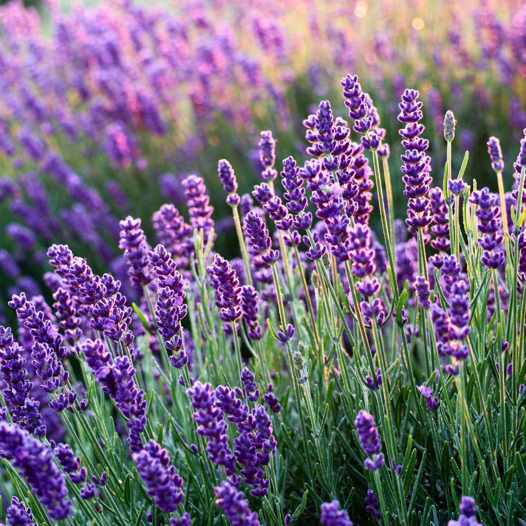 Top 10 Heat-Tolerant Plants for Your Garden