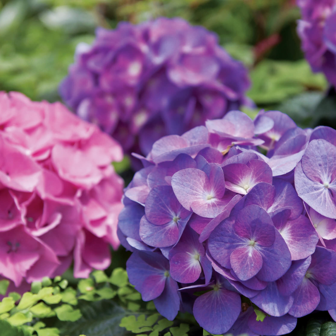 Expert Tips on How To Care For Your Summer Hydrangeas?