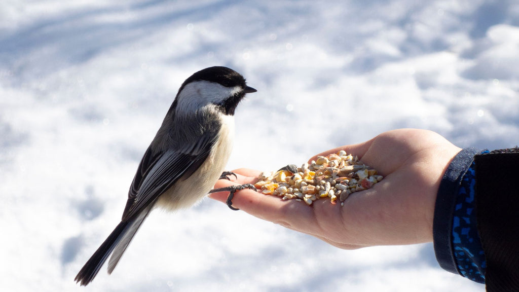 5 Tips for Feeding Feathered Friends in Your Ontario Garden