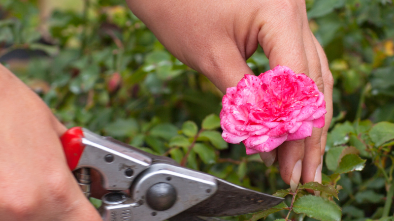 How to Trim Your Rose Bush during the Fall Season