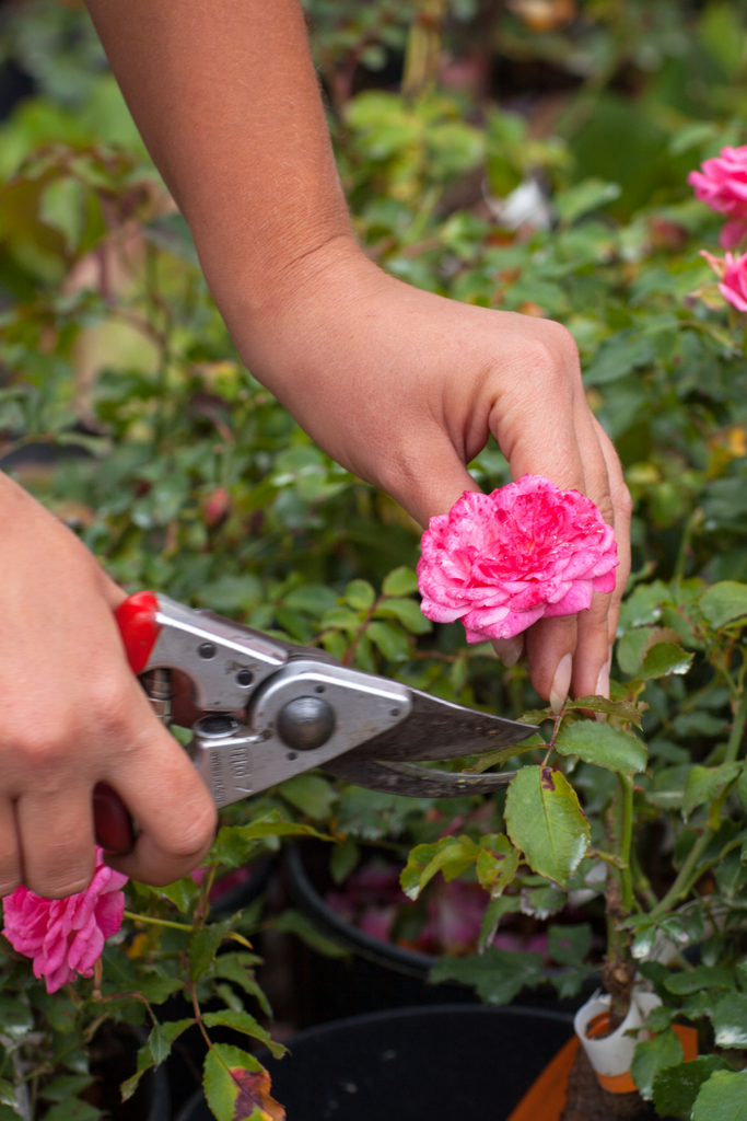 How to Trim Your Rose Bush during the Fall Season – Lakeside Garden Gallery