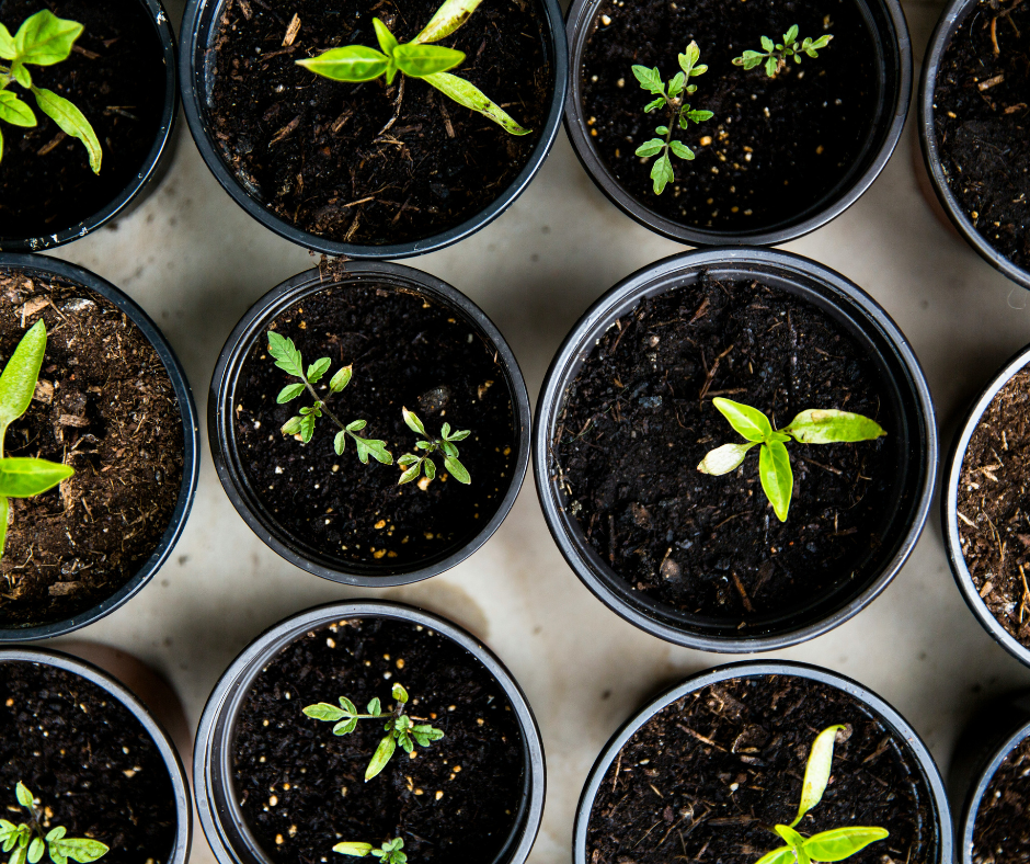 7 Essential Beginner Strategies for Seed Starting