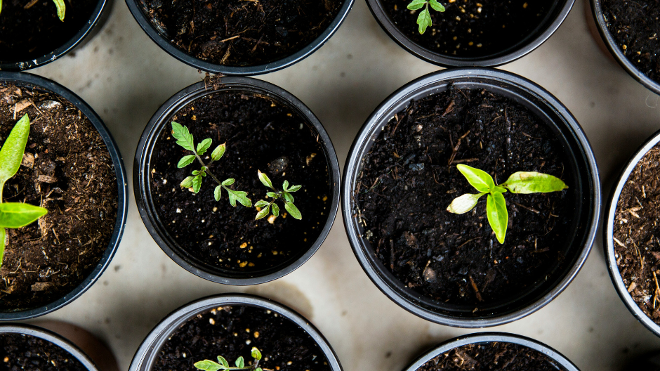 7 Essential Beginner Strategies for Seed Starting