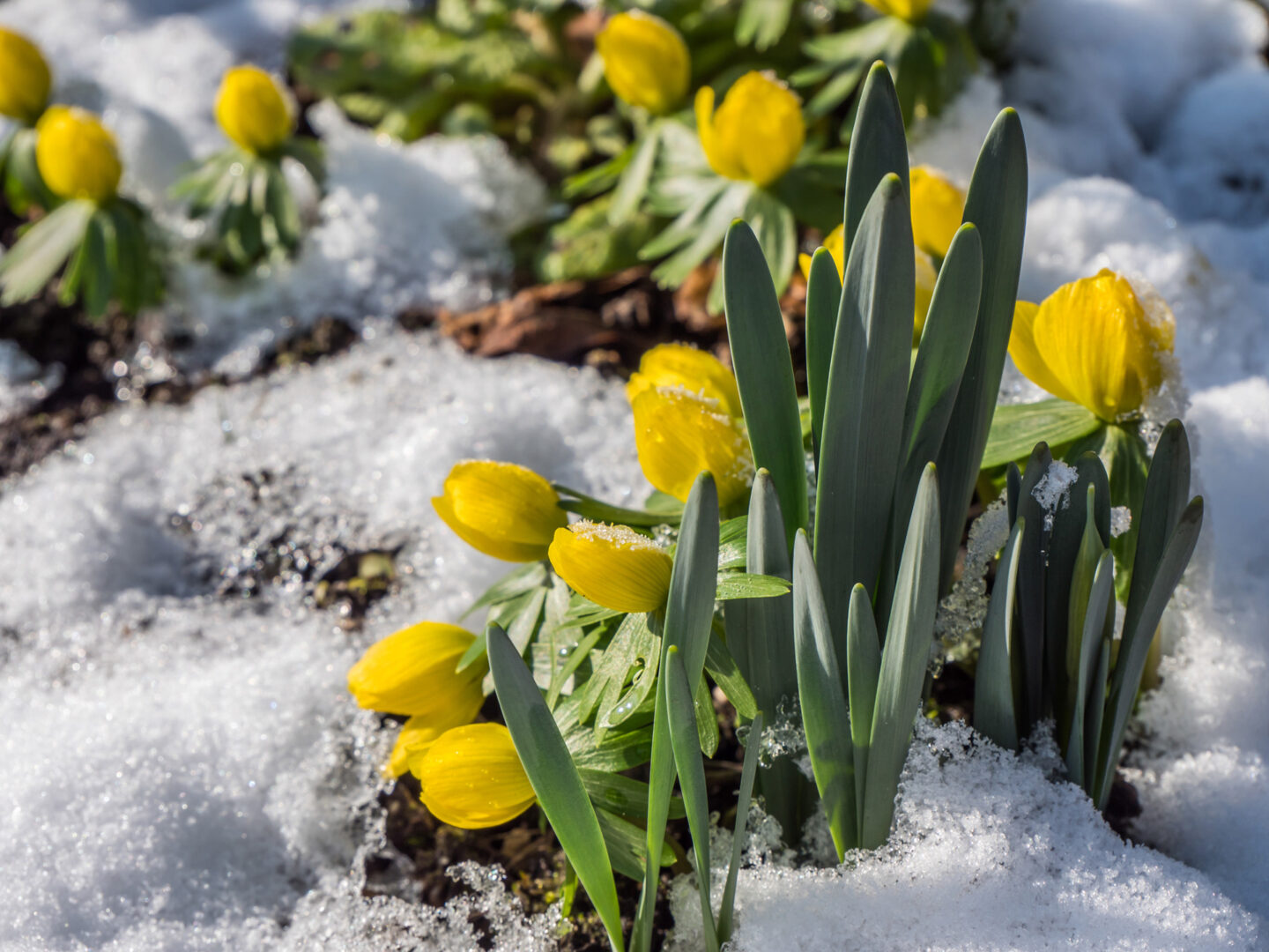 PERENNIALS IN WINTER