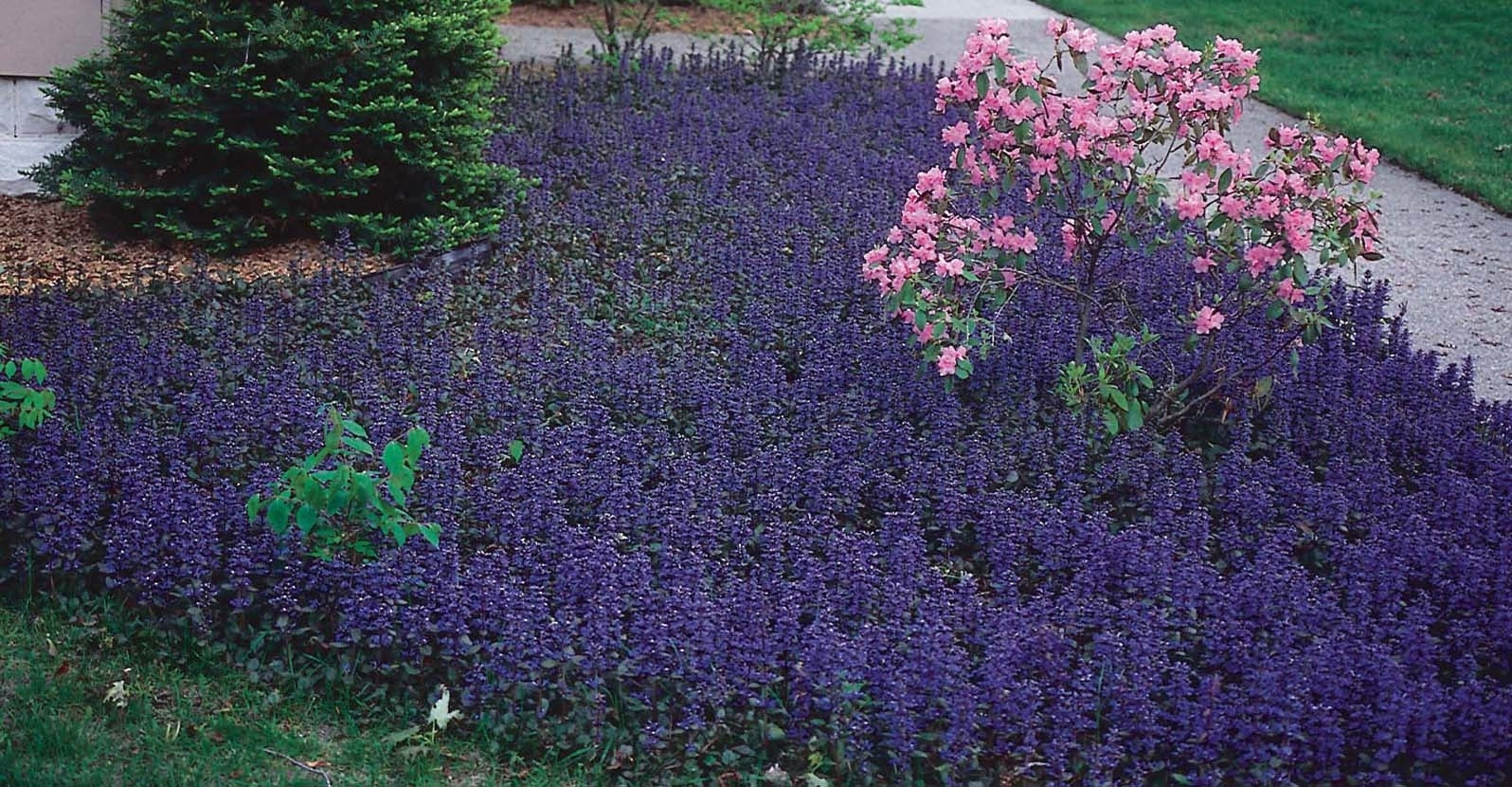 DIY: PERENNIALS FOR GROUND COVERS