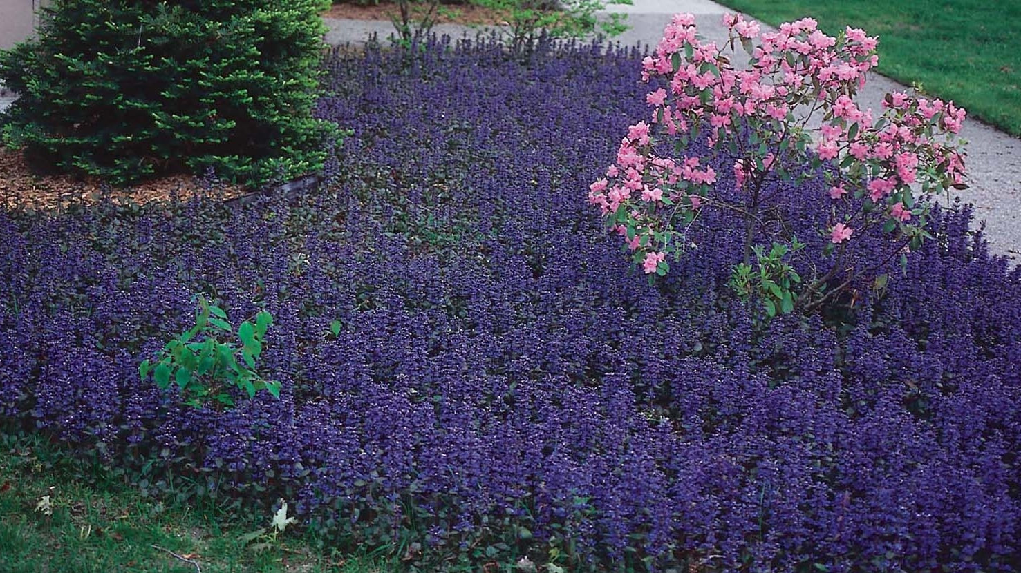 DIY: PERENNIALS FOR GROUND COVERS