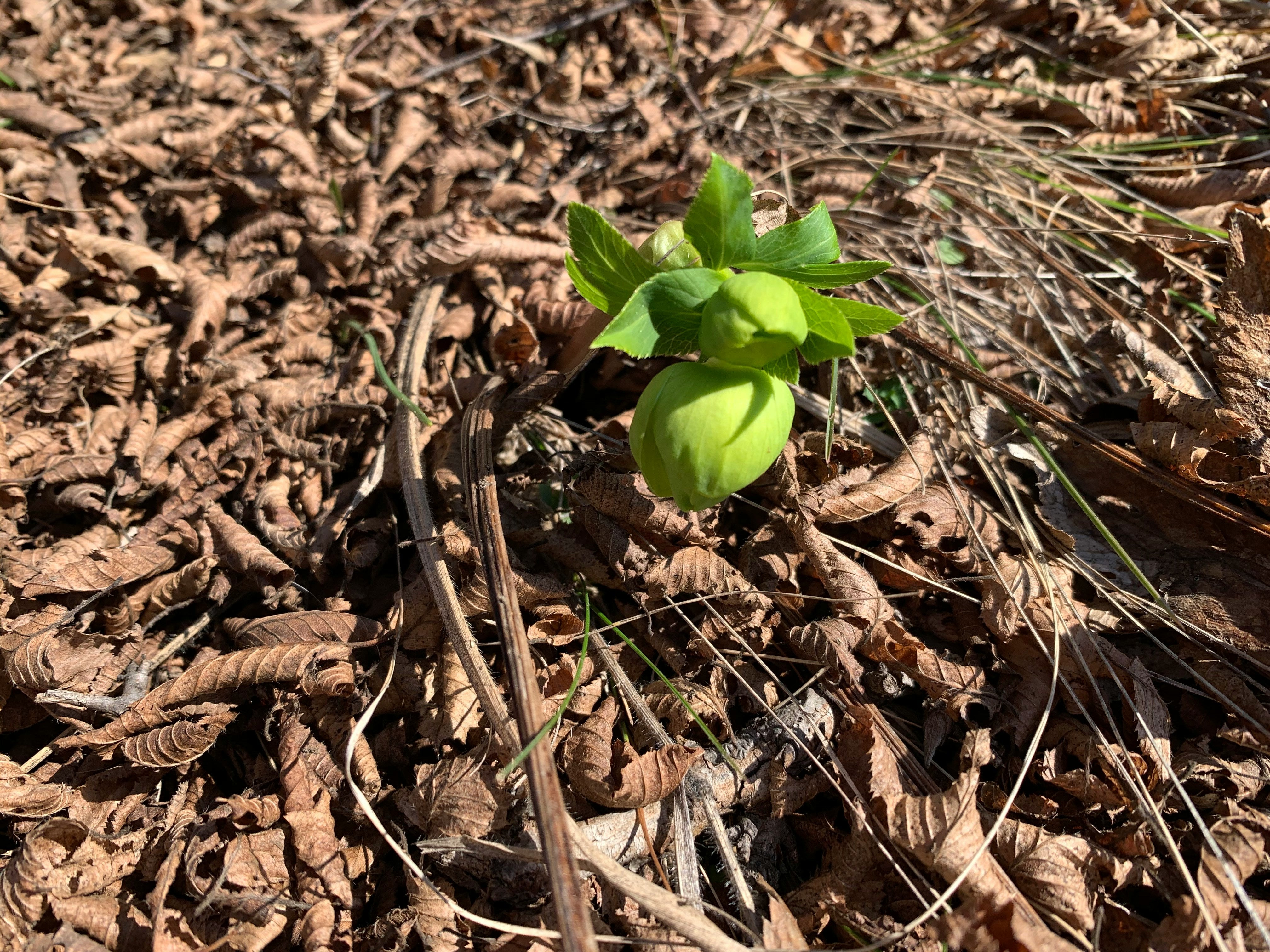 5 of the Best Vegetables and Flowers to Start in March