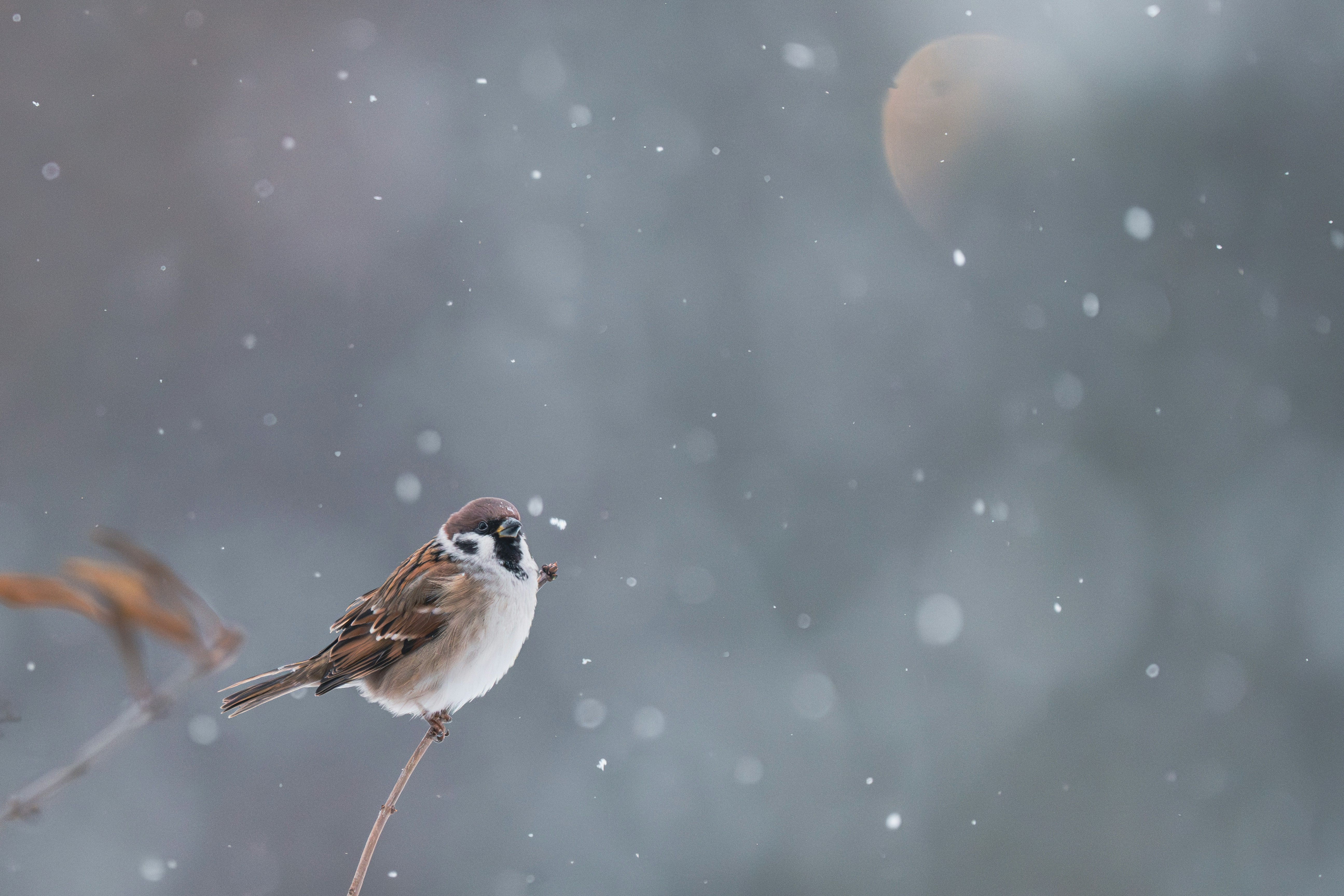 How to Help Backyard Birds Survive Late Winter in Urban GTA Neighbourhoods