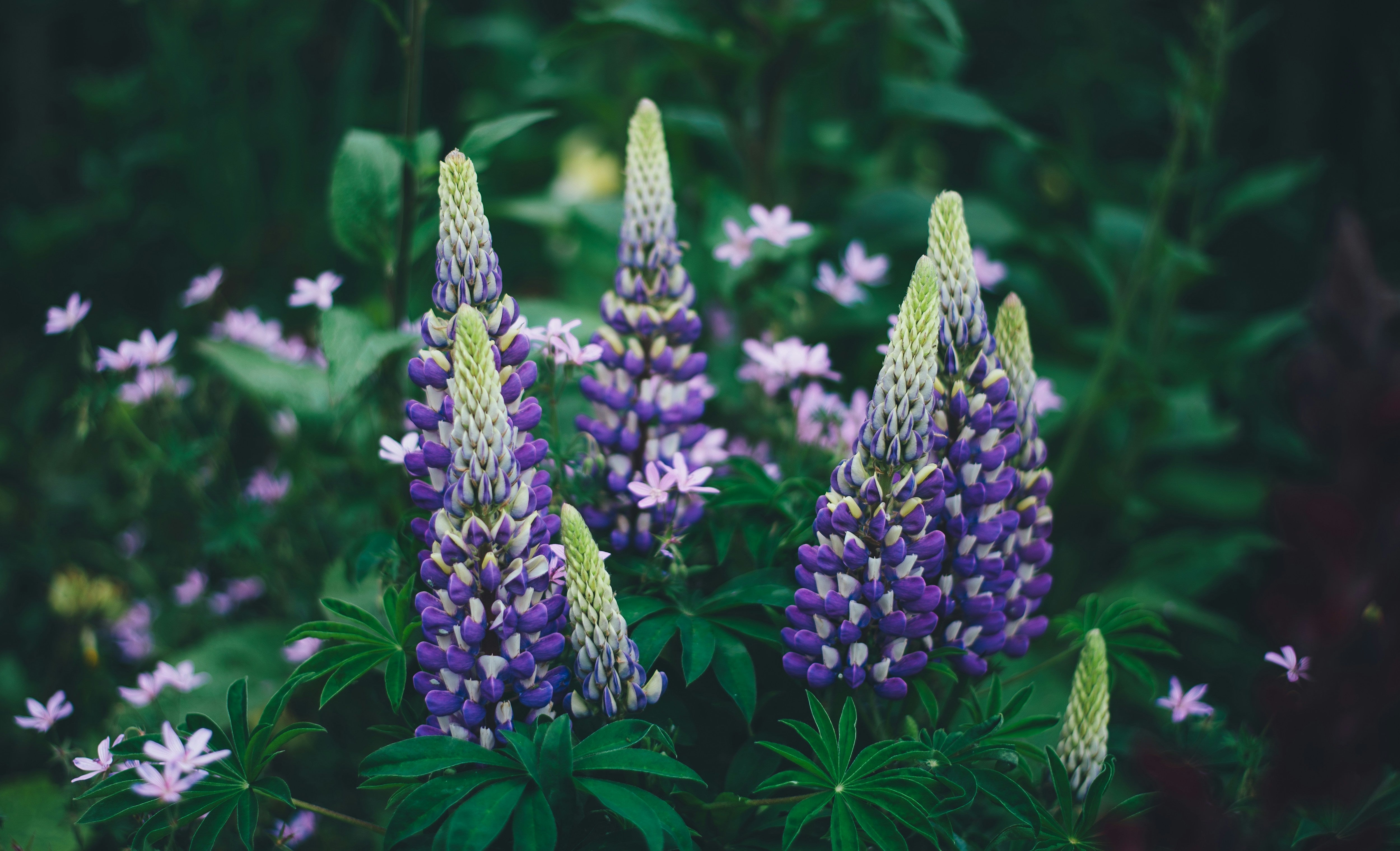 5 Perennials to Plant in Late Summer