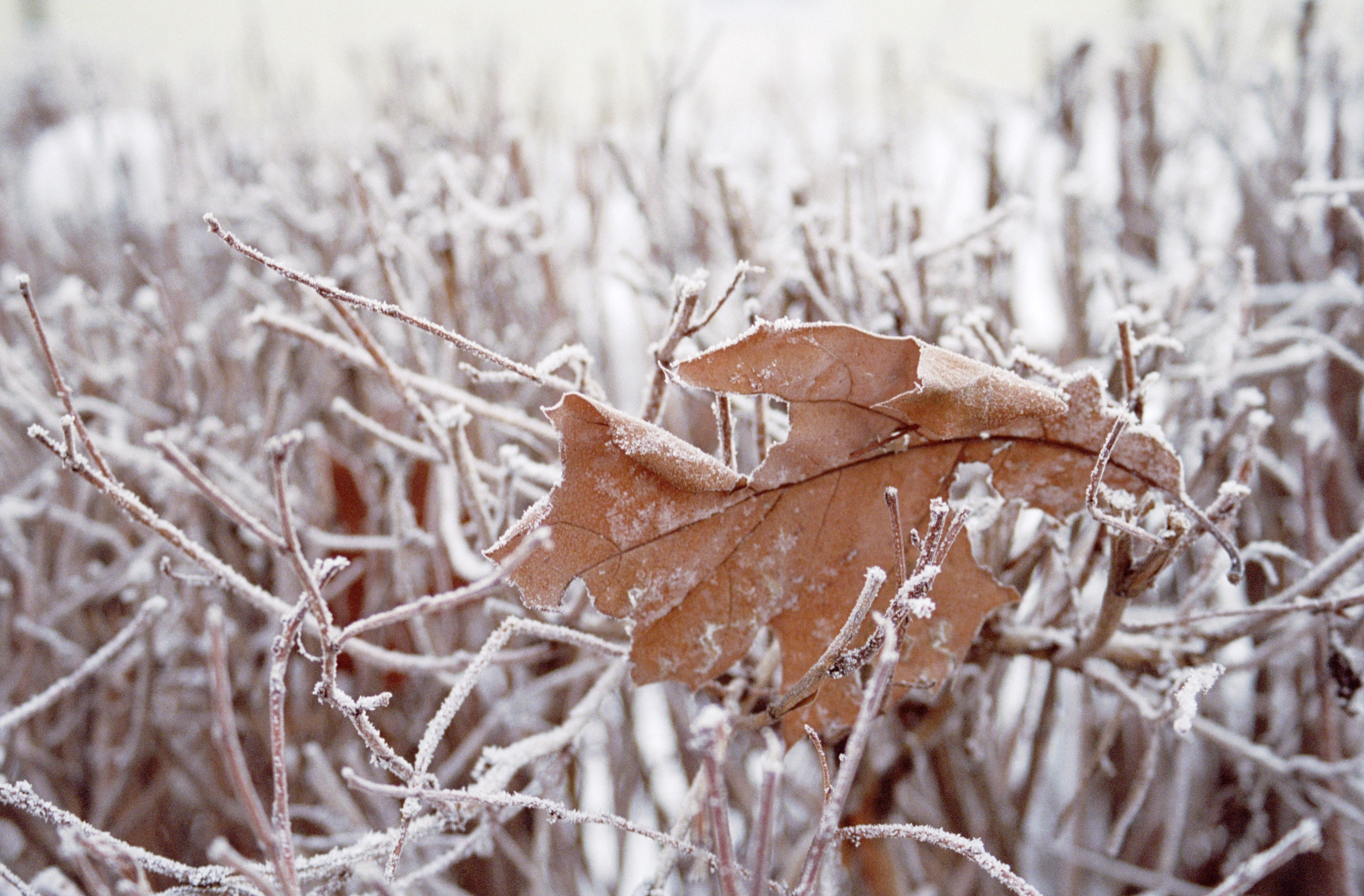 Essential Gardening Tasks for January