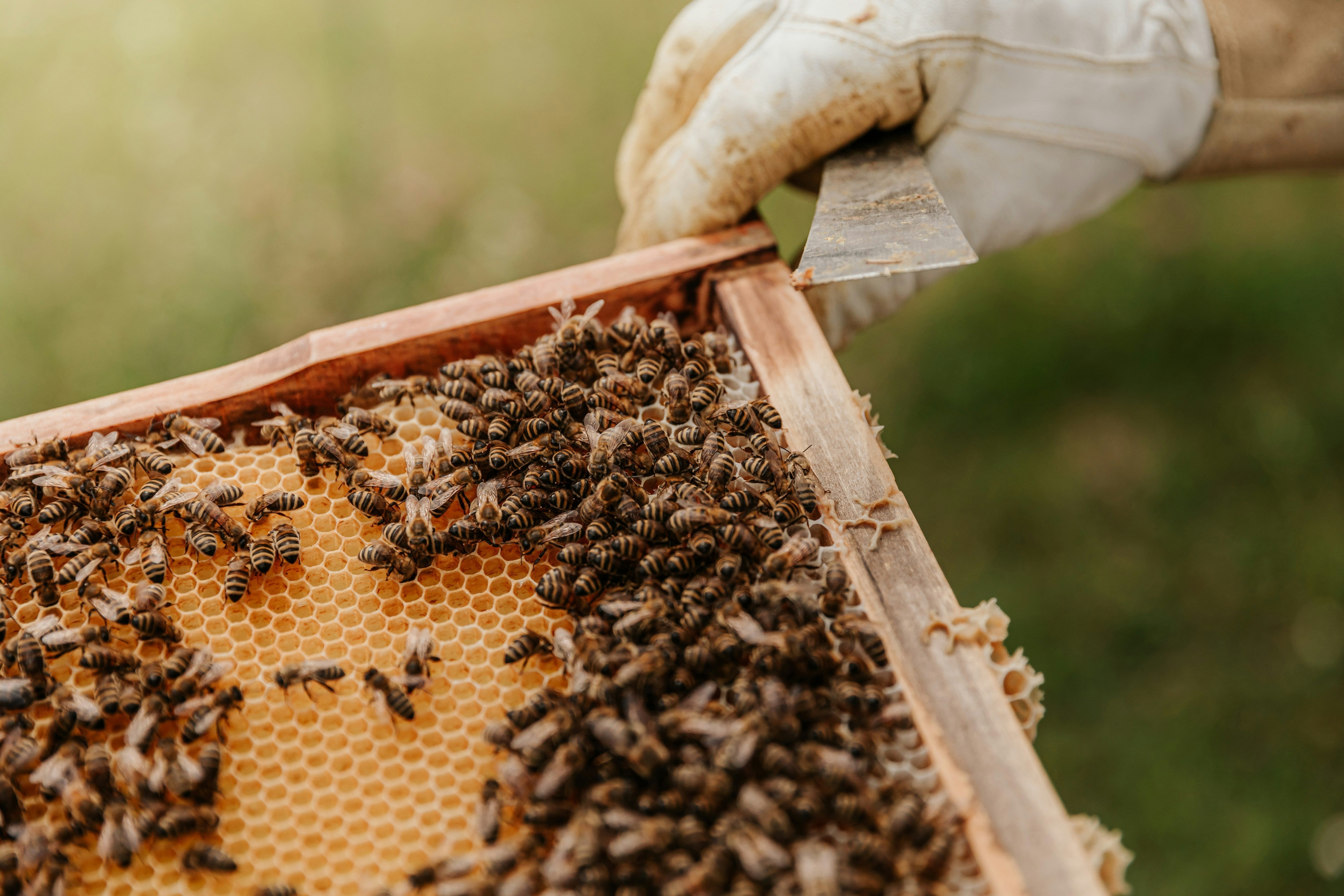 7 Plants Bees Love for Your Garden