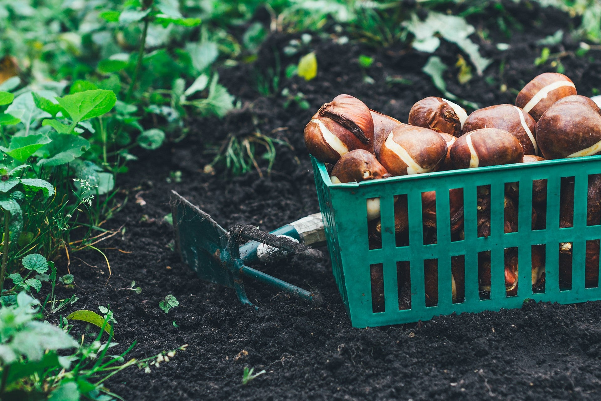 Spring Bulbs