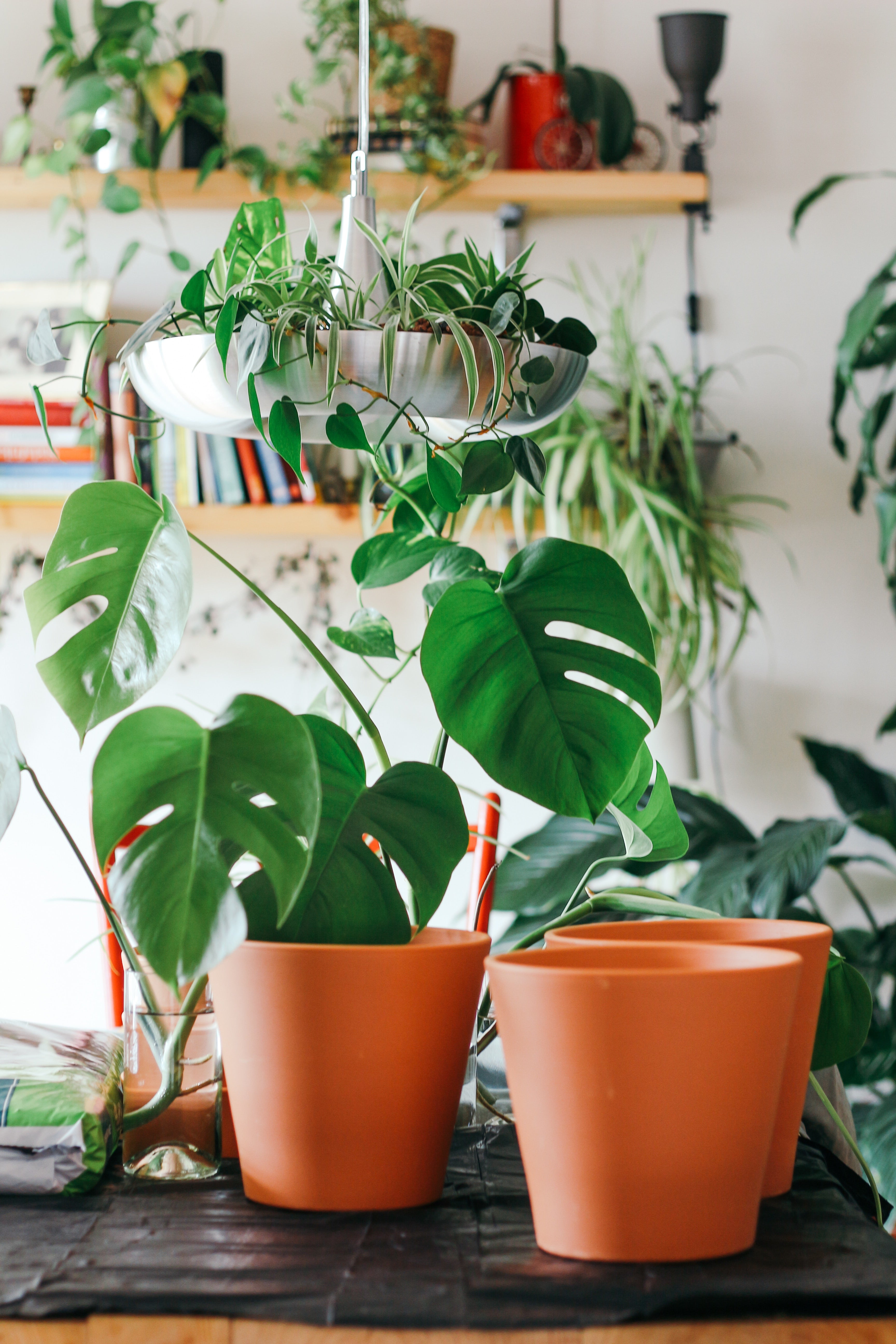 How to Repot Your Tropical Plants for Winter: A Guide for Garden and Landscape Design Enthusiasts