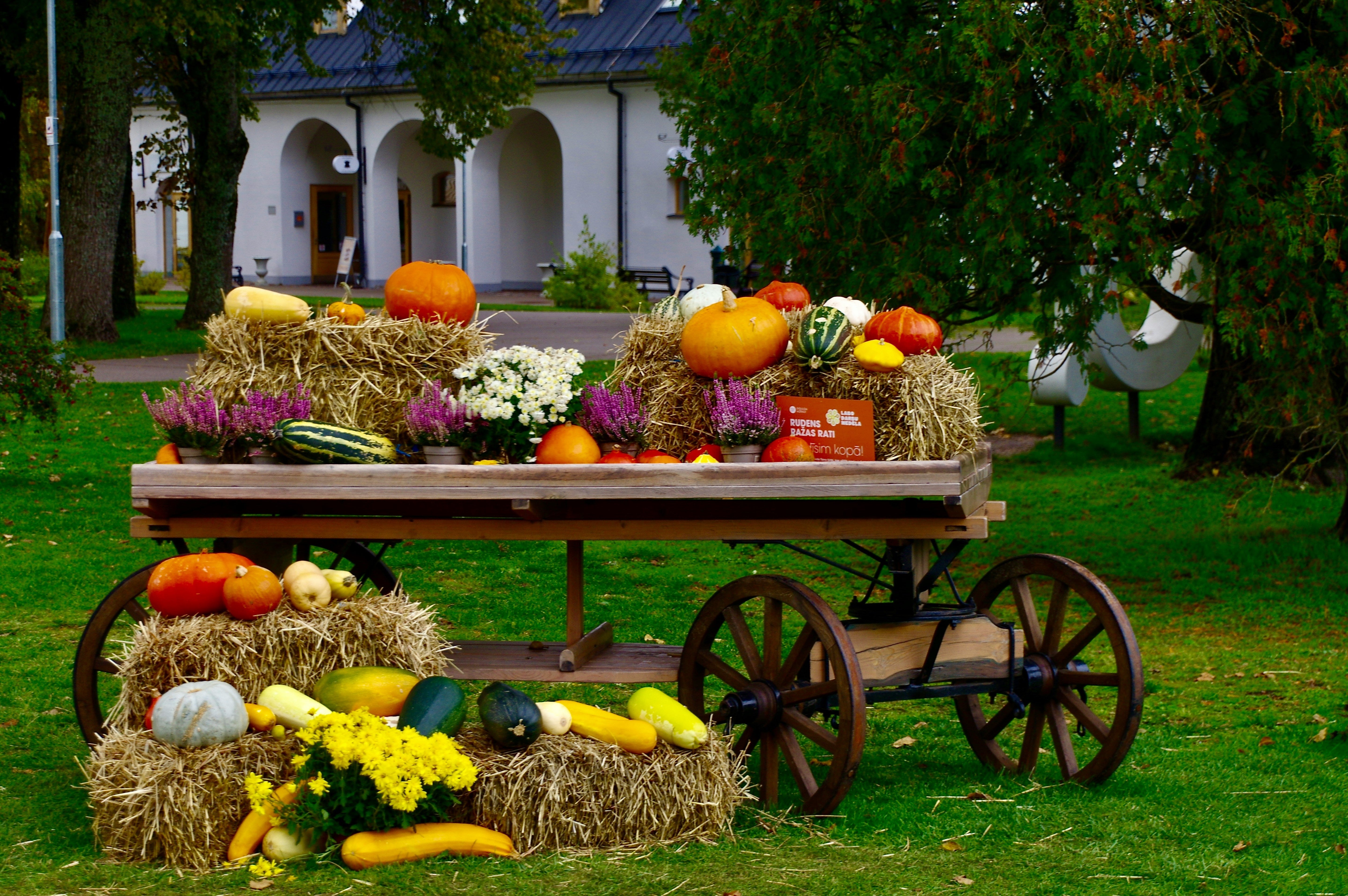 What to Harvest in Your Garden Right Now