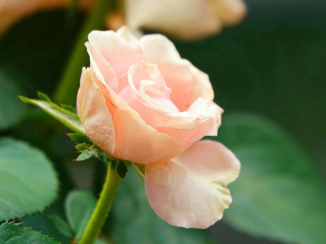 How to Prepare Roses for Winter