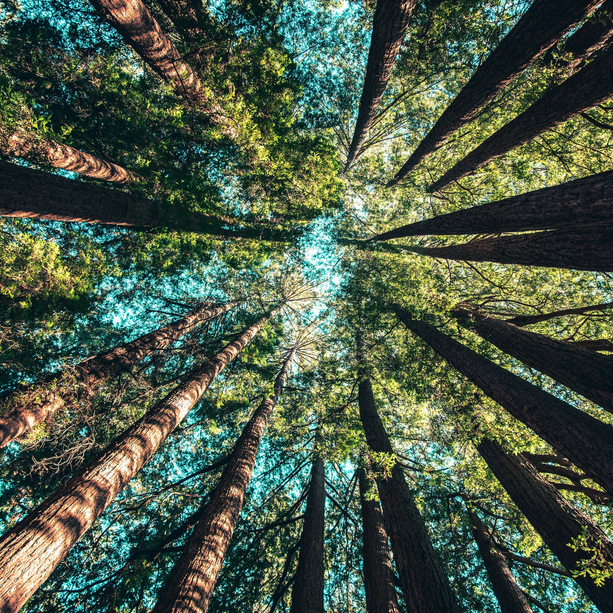 7 Tips for Earth Day Sustainable Gardening – Lakeside Garden Gallery
