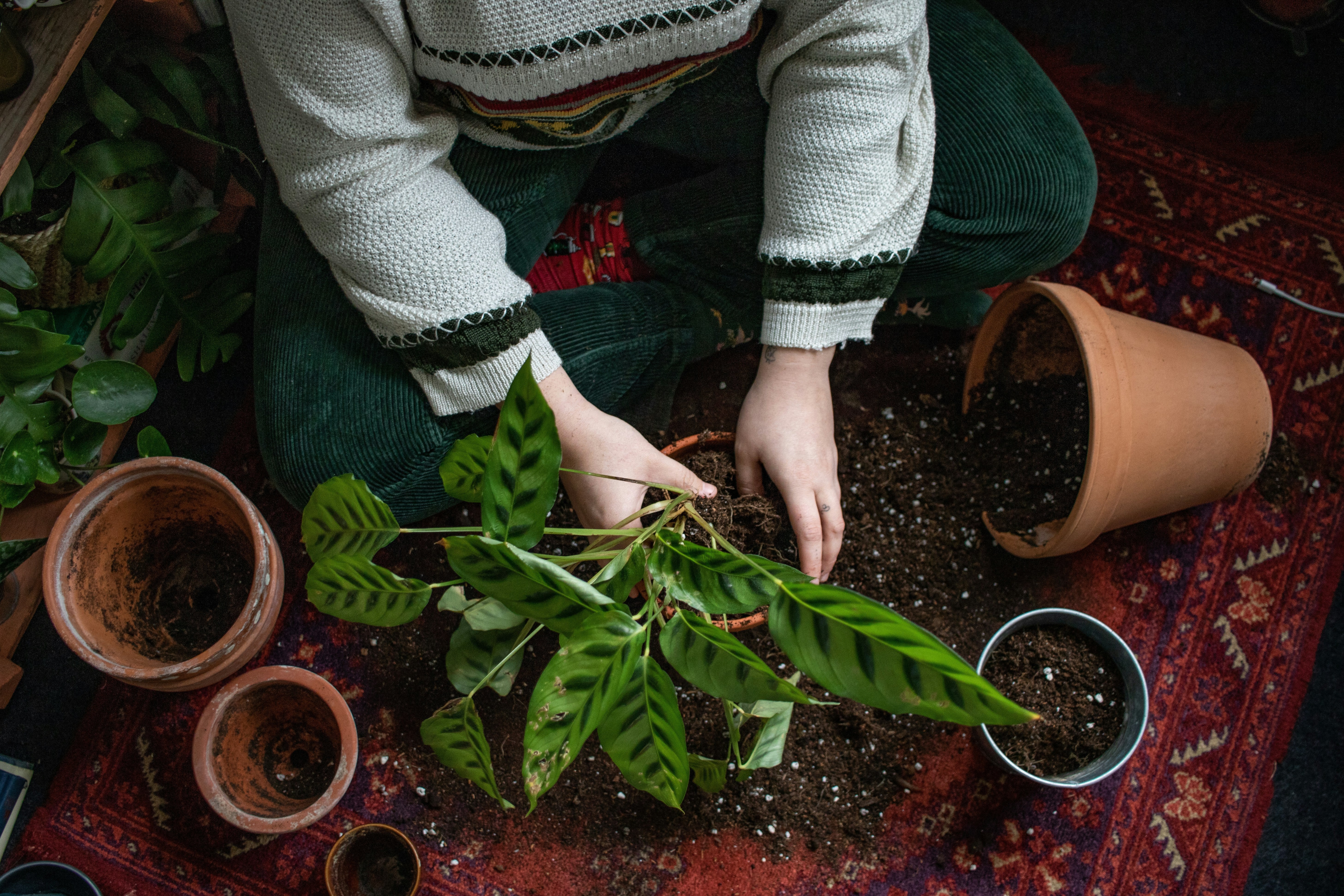 How to Divide and Transplant Perennials This Fall