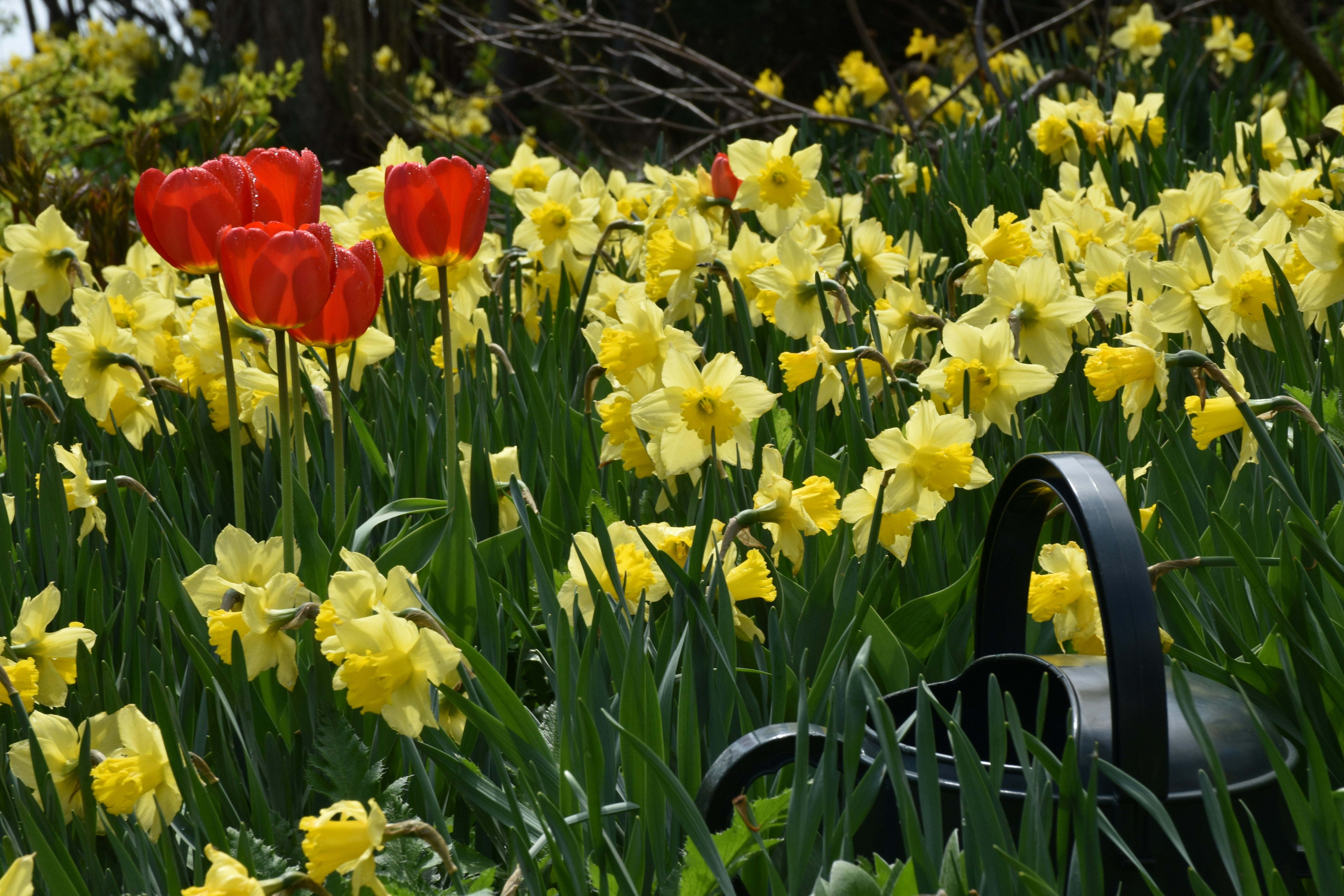 5 Essential Steps to Prep Your Garden For Spring