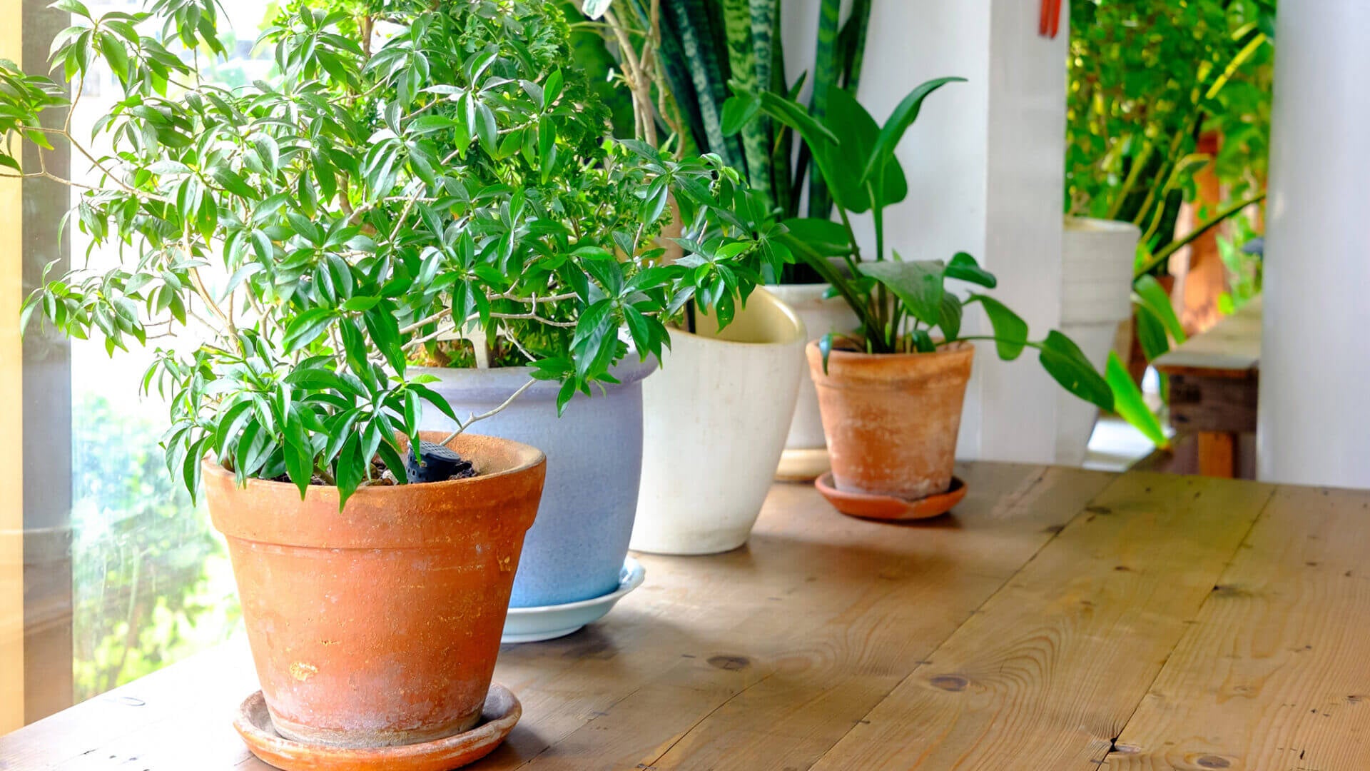 5 Best Plants for Cleaner Air