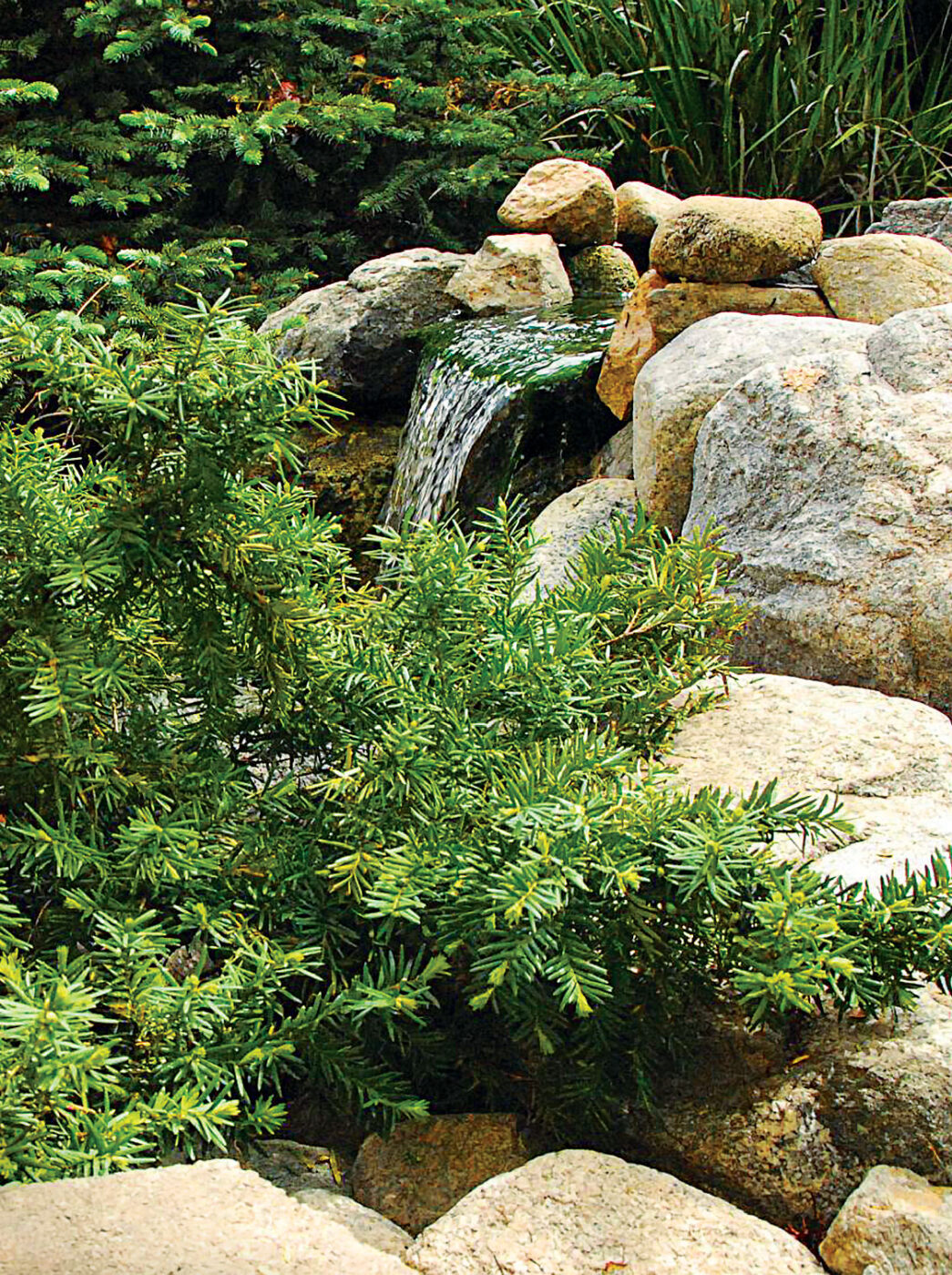 Perennials For Your Rock Garden