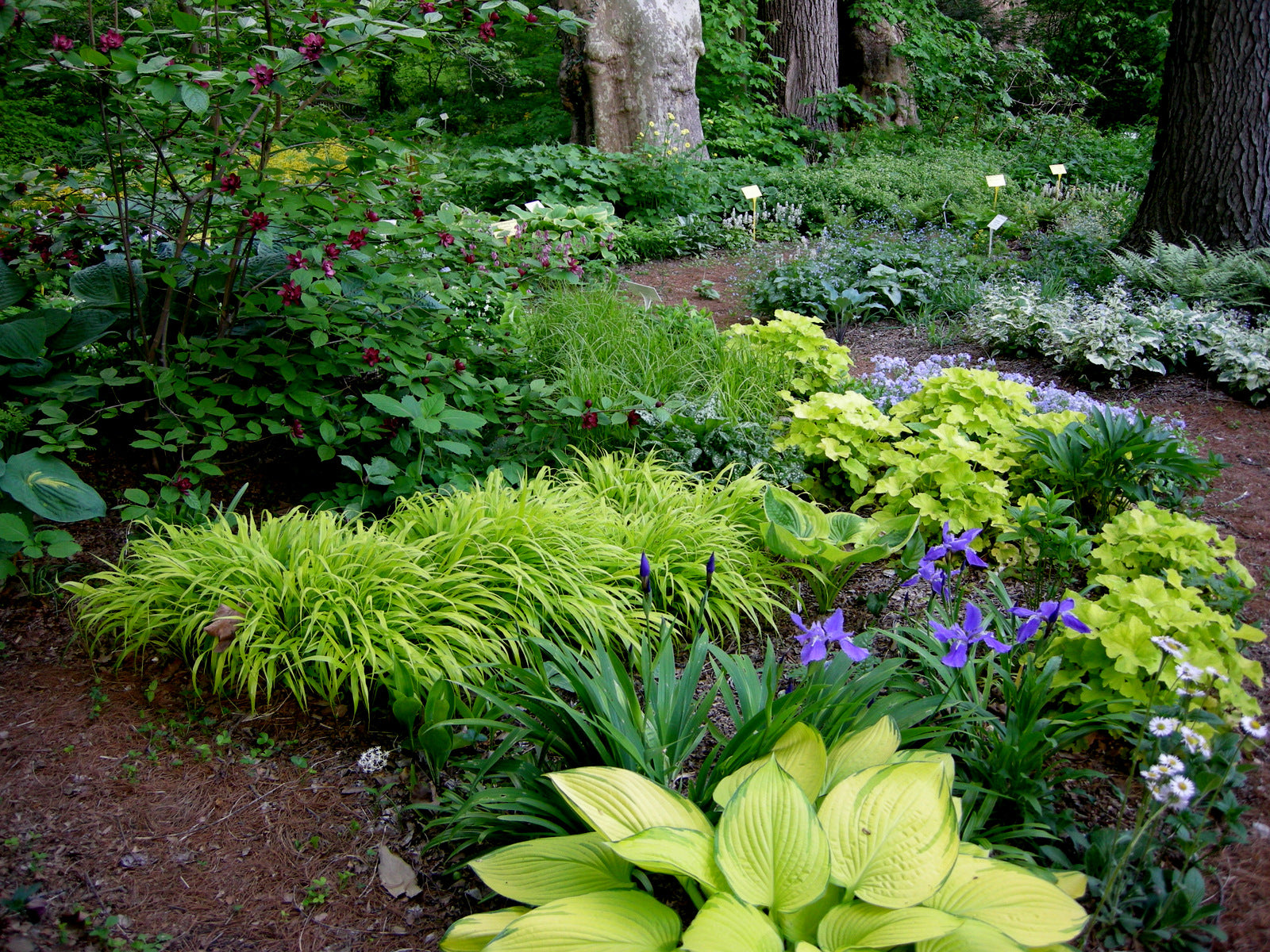 DIY: DESIGNING A PERENNIAL GARDEN FOR SHADE