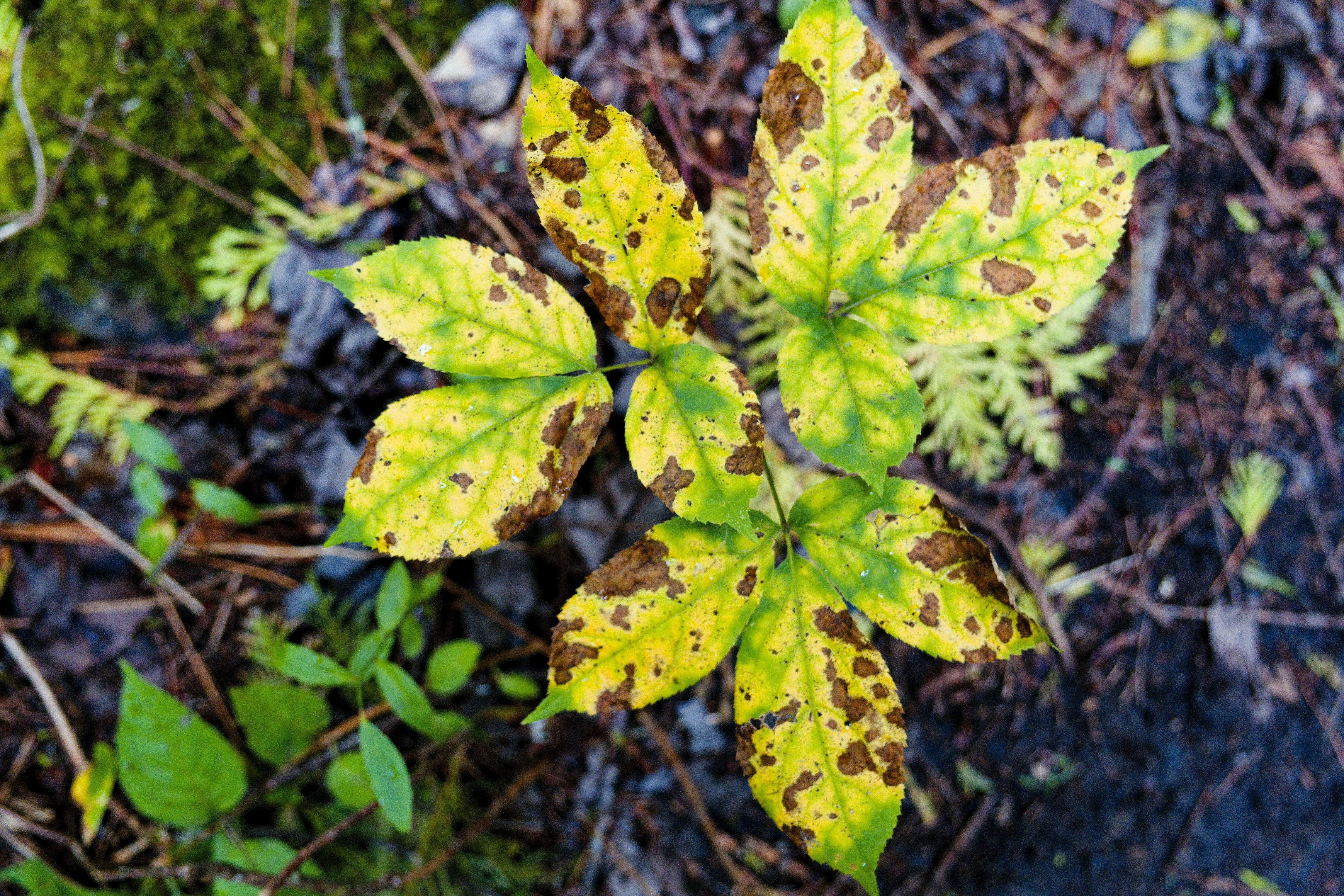 How to Identify and Treat Common Late Summer Garden Pests and Disease
