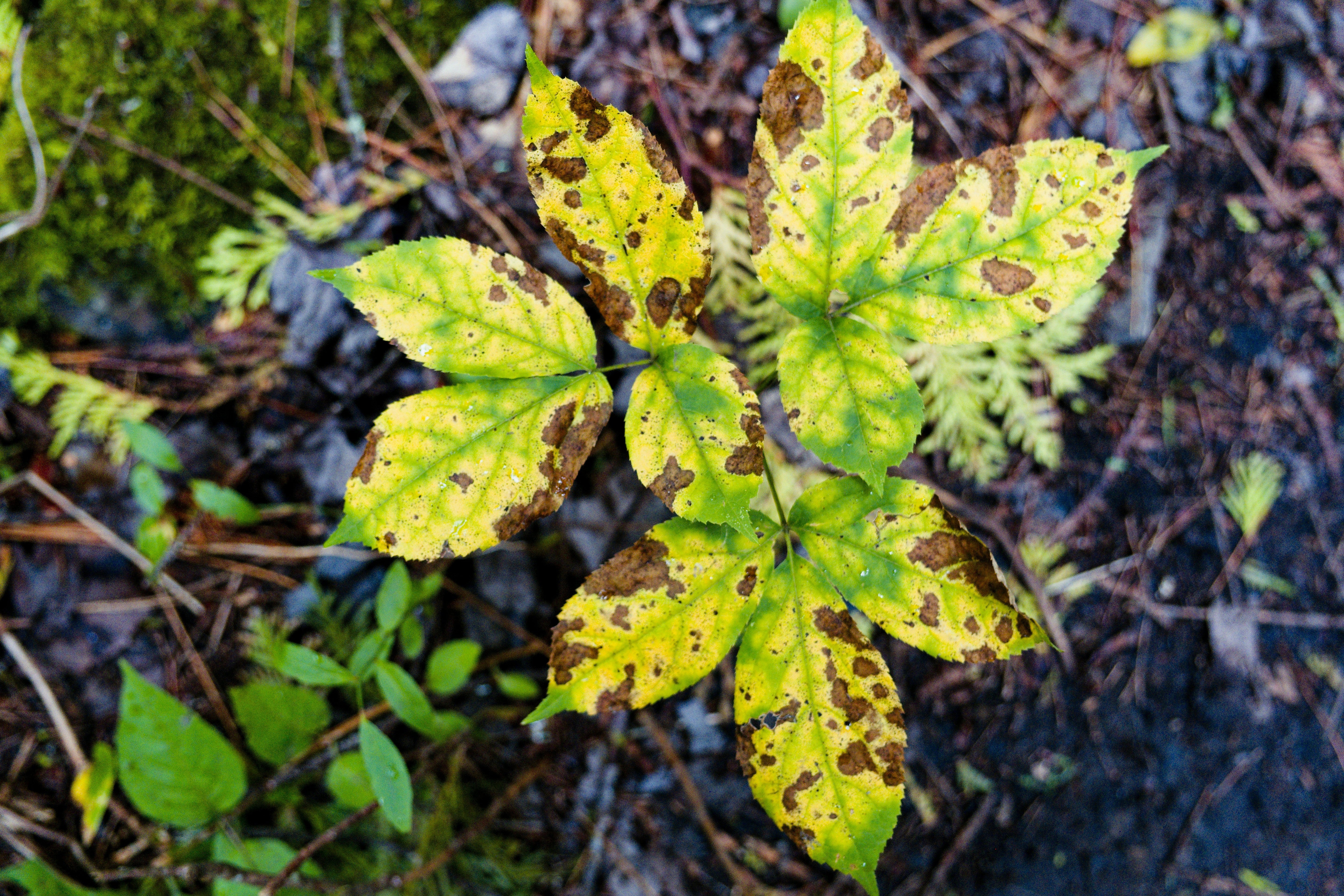 How to Identify and Treat Common Late Summer Garden Pests and Disease