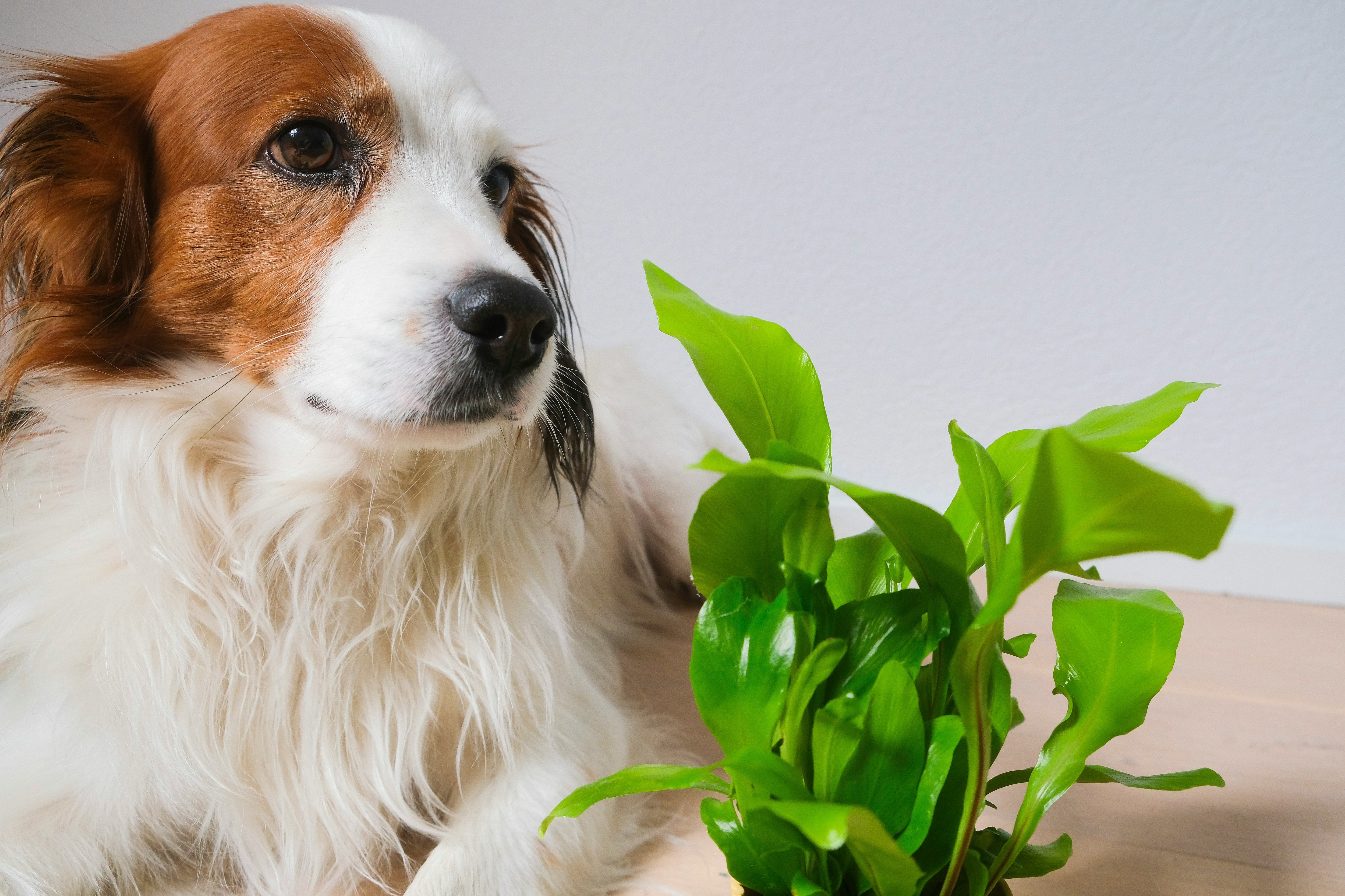 5 Pet-Friendly Plants to Brighten Your Home