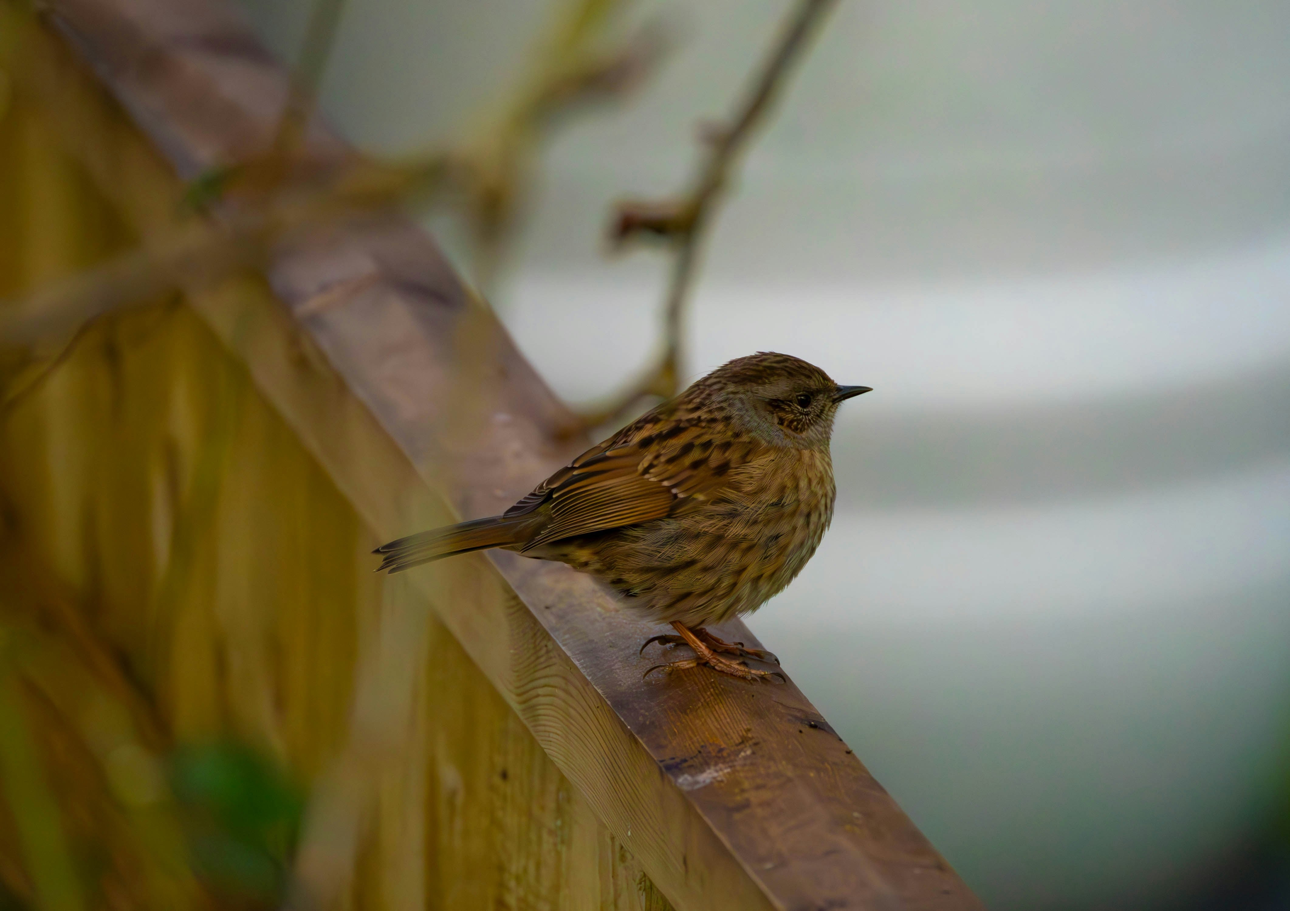 7 Tips to Attract Birds Back to Your Garden in Early Spring