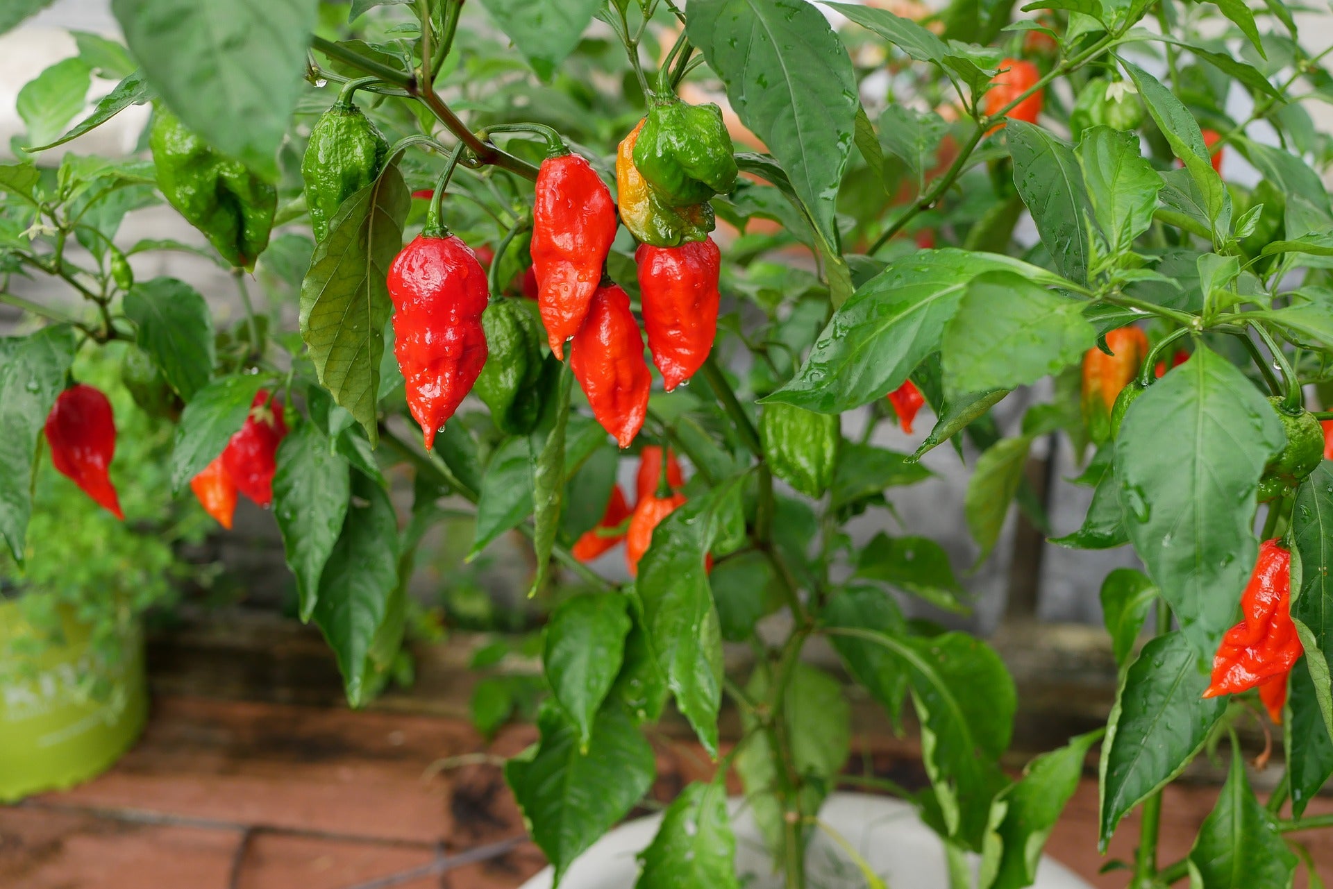 HOW TO PLANT A HOT PEPPER GARDEN ?