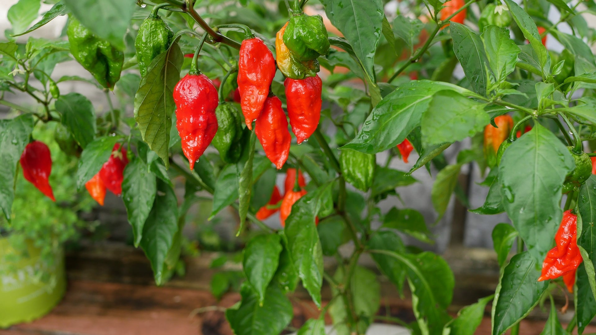 HOW TO PLANT A HOT PEPPER GARDEN ?