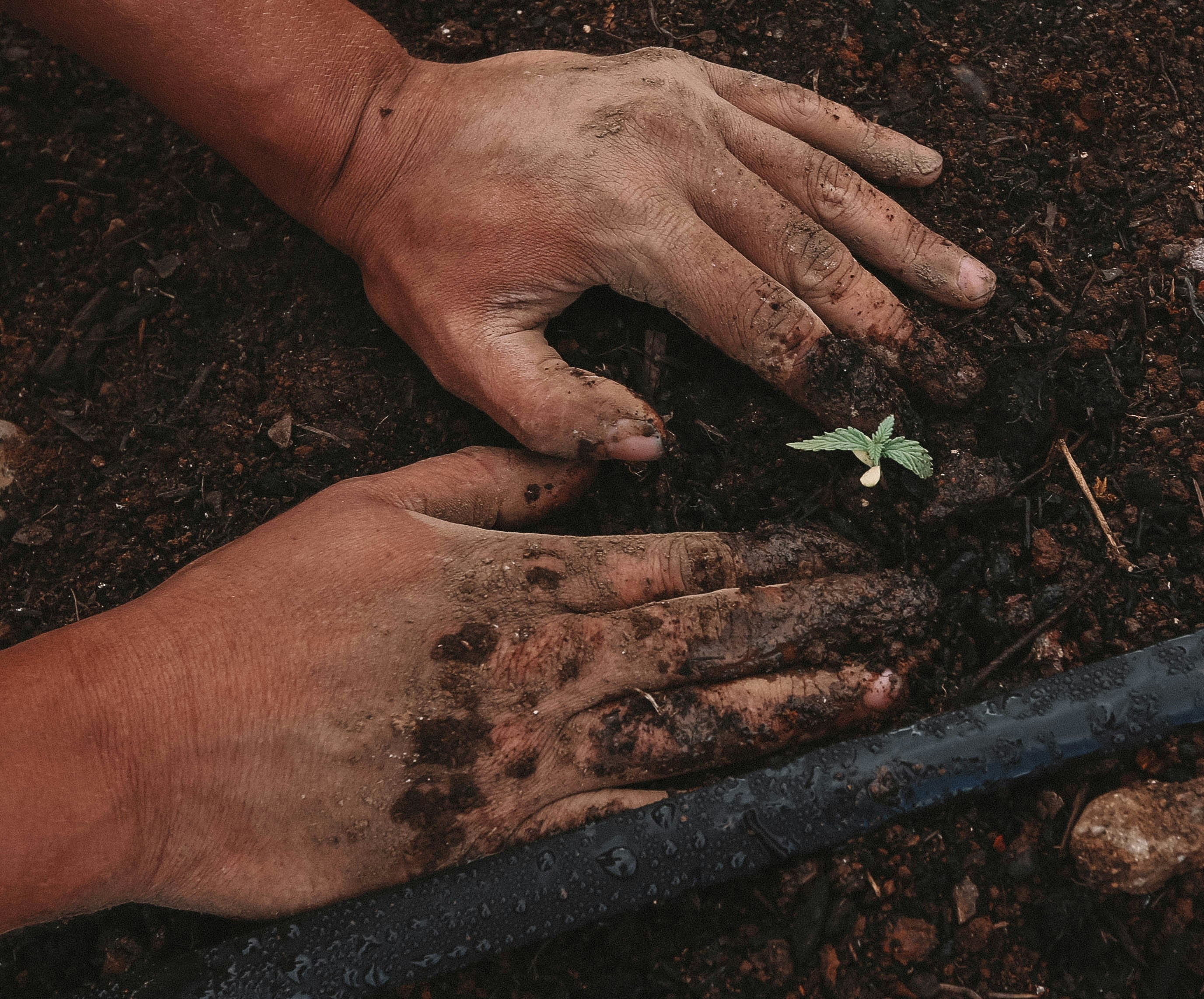 Best Vegetables to Plant Now in Brampton