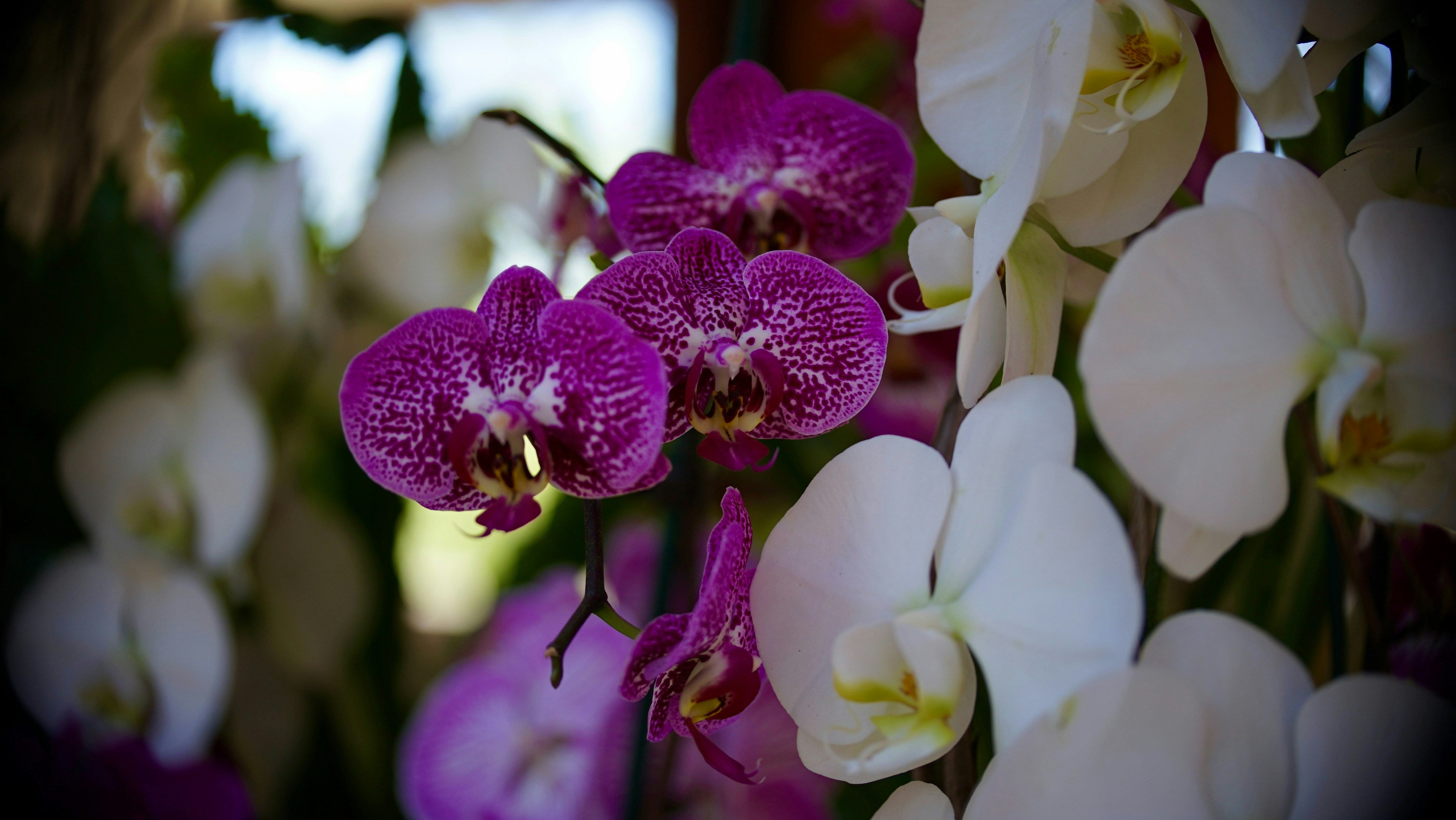 Top 5 Orchid Varieties for Beginners