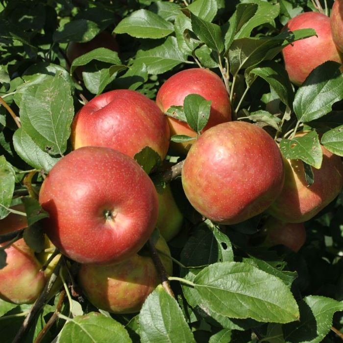 10 Small Fruit Trees That Thrive in Brampton Backyards