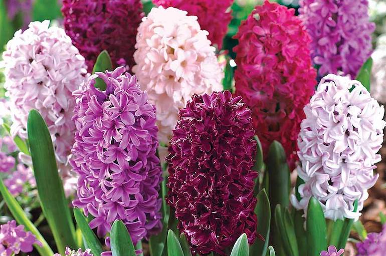 DIY: SPRING BULBS