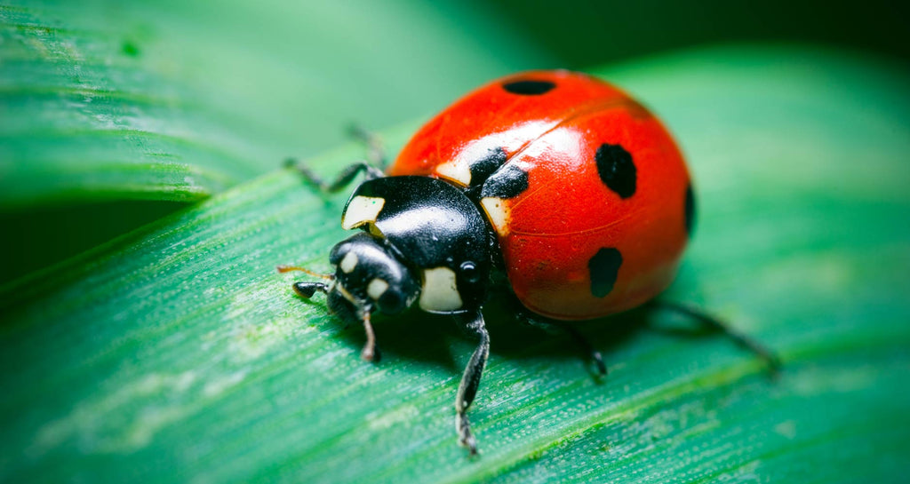 WHY ARE LADYBUGS GOOD FOR YOUR GARDEN?